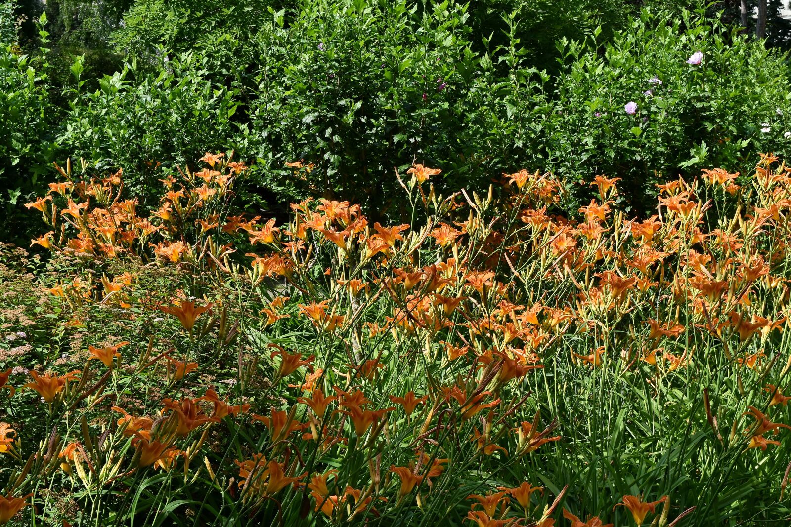 Nikon D5500 sample photo. Countryside, flower garden, garden photography