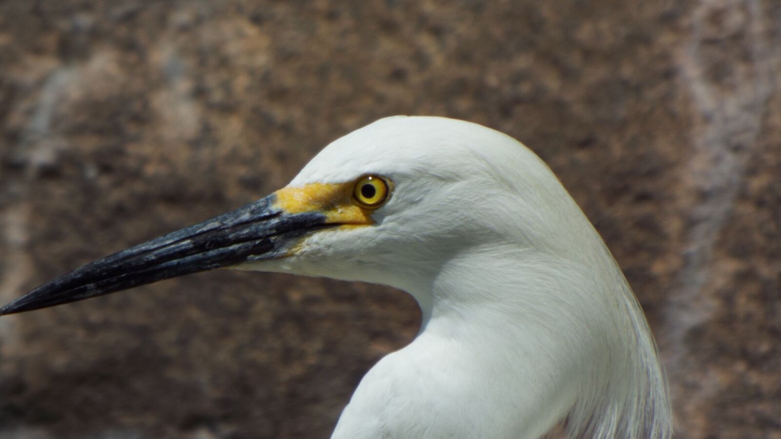 Fujifilm FinePix S9900W S9950W sample photo. Snowy egrets, bird, egret photography