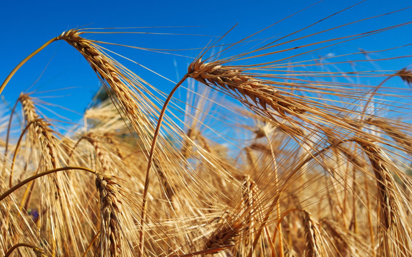Canon EF-M 22mm F2 STM sample photo. Wheat, field, closeup photography