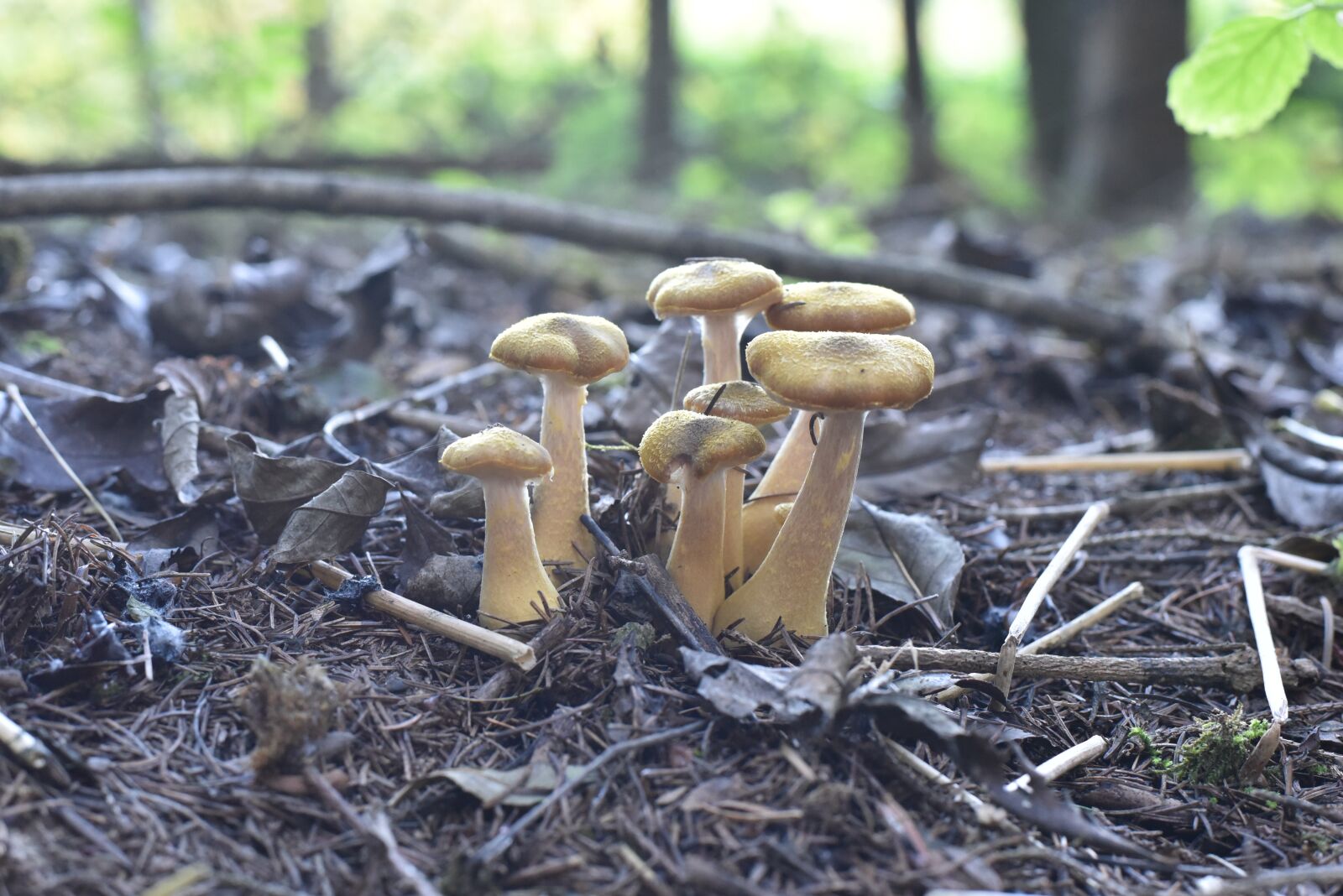 Nikon D750 sample photo. Mushrooms, nature, autumn photography