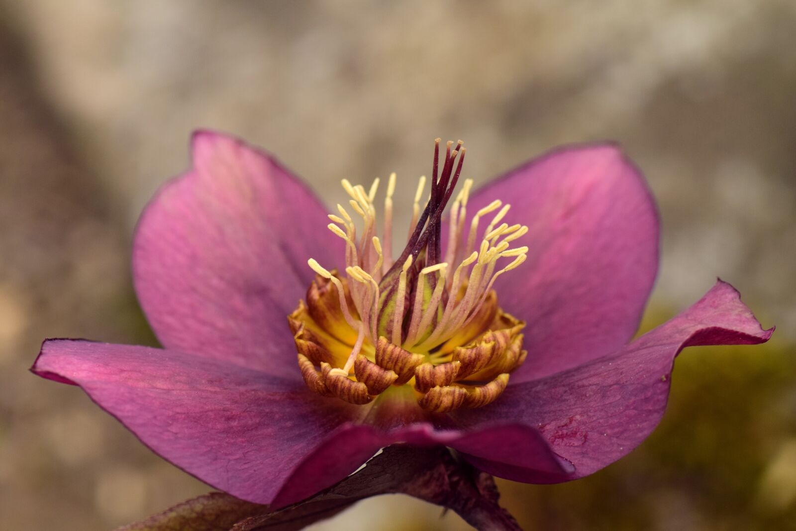 Nikon D3300 sample photo. Christmas rose, blossom, bloom photography