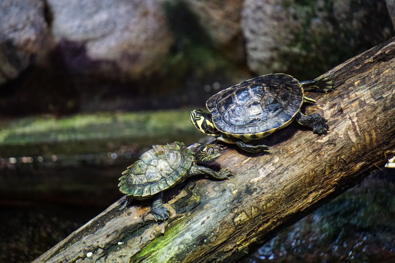 Sony E 55-210mm F4.5-6.3 OSS sample photo. Turtles, log, water photography