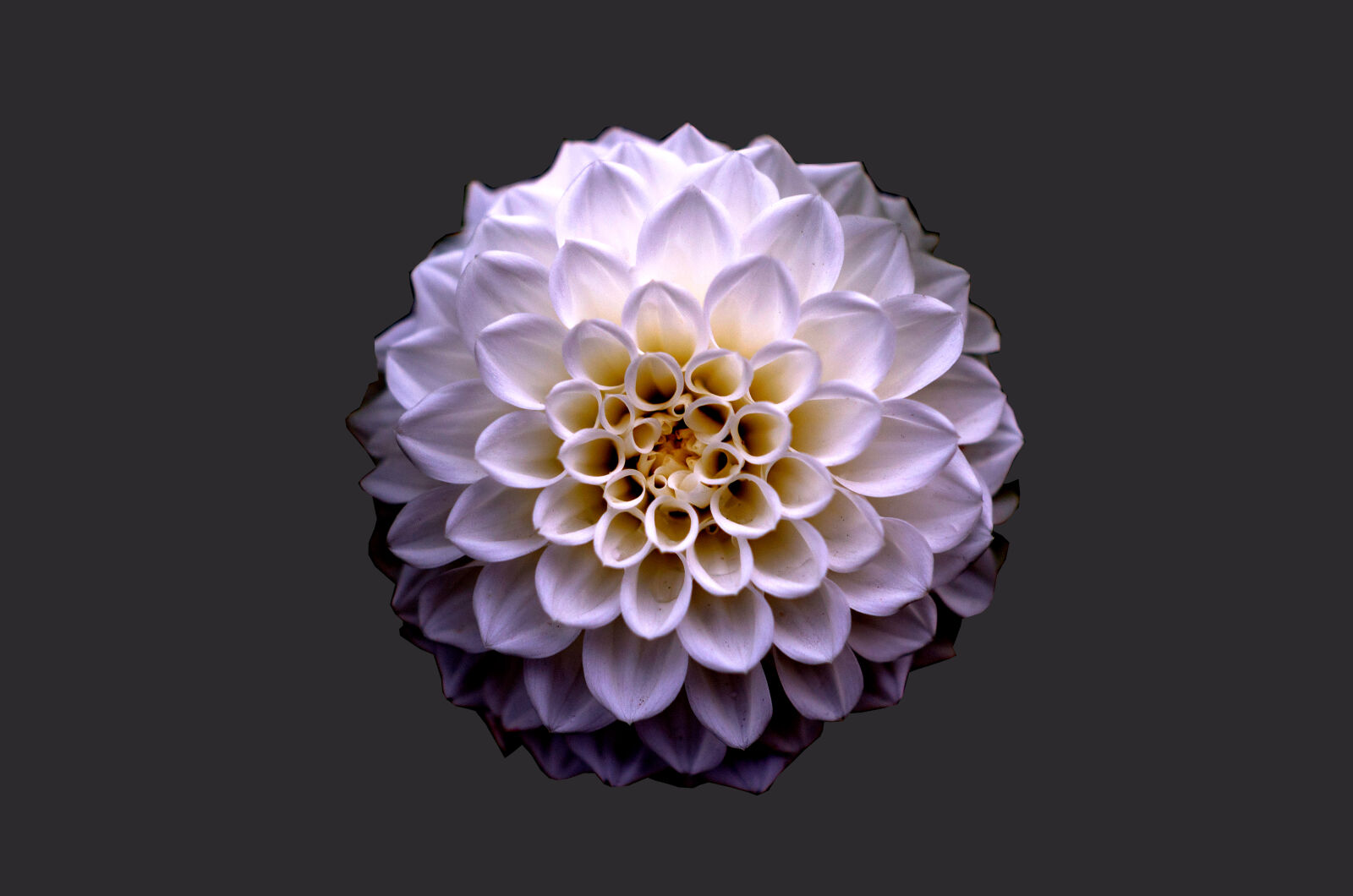 Nikon D5100 sample photo. White, and, purple, petaled photography