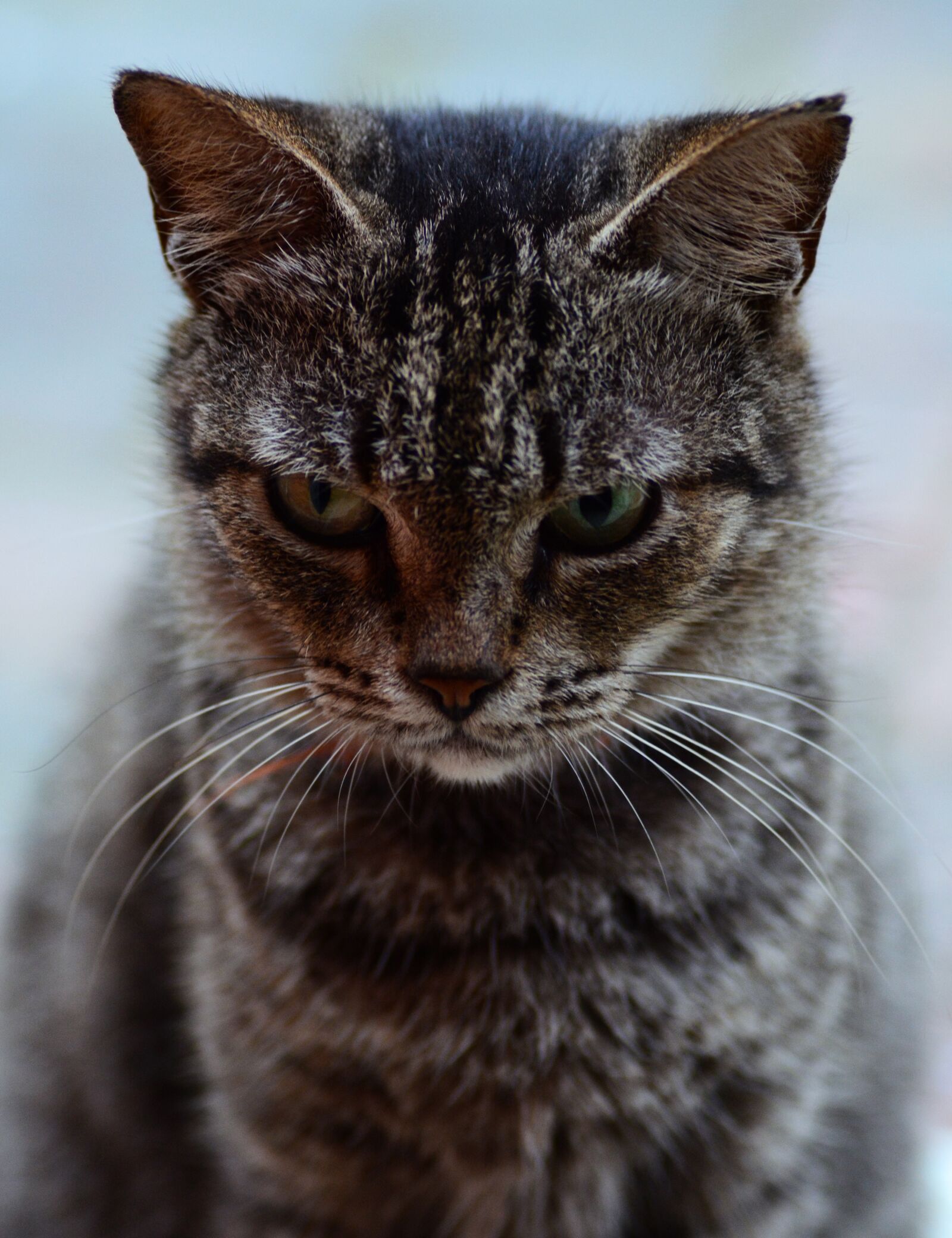 Nikon D5200 sample photo. Cat, kitty, pet photography