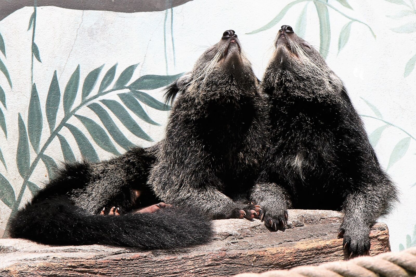 Canon EOS 760D (EOS Rebel T6s / EOS 8000D) sample photo. Binturong, bearcat, mammal photography