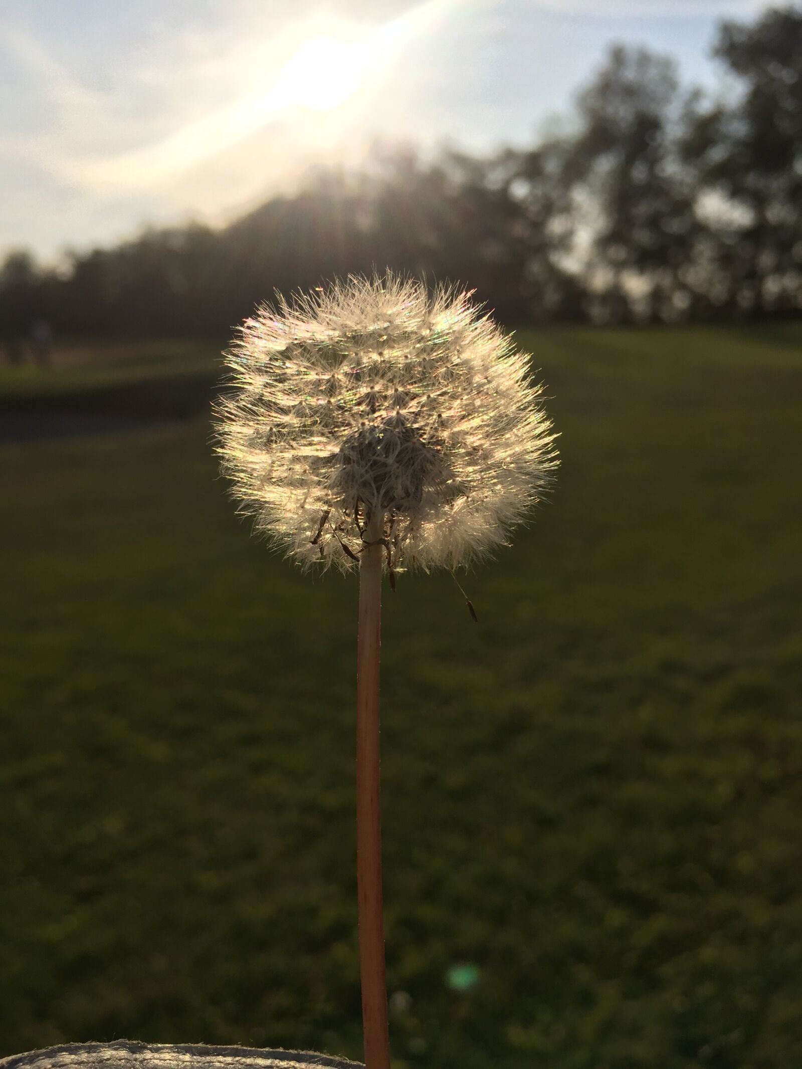 Apple iPhone 6 sample photo. Dandelion, mood, pointed flower photography
