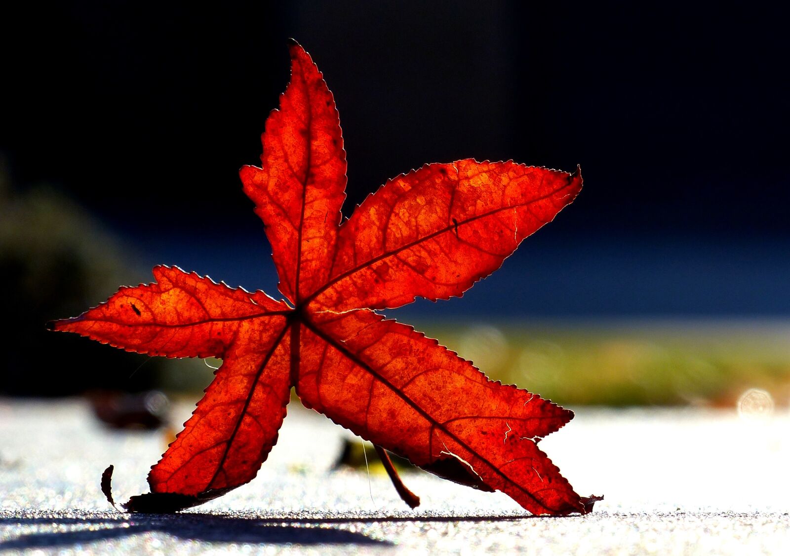 Panasonic Lumix DMC-FZ200 sample photo. Leaf, autumn, leaves photography
