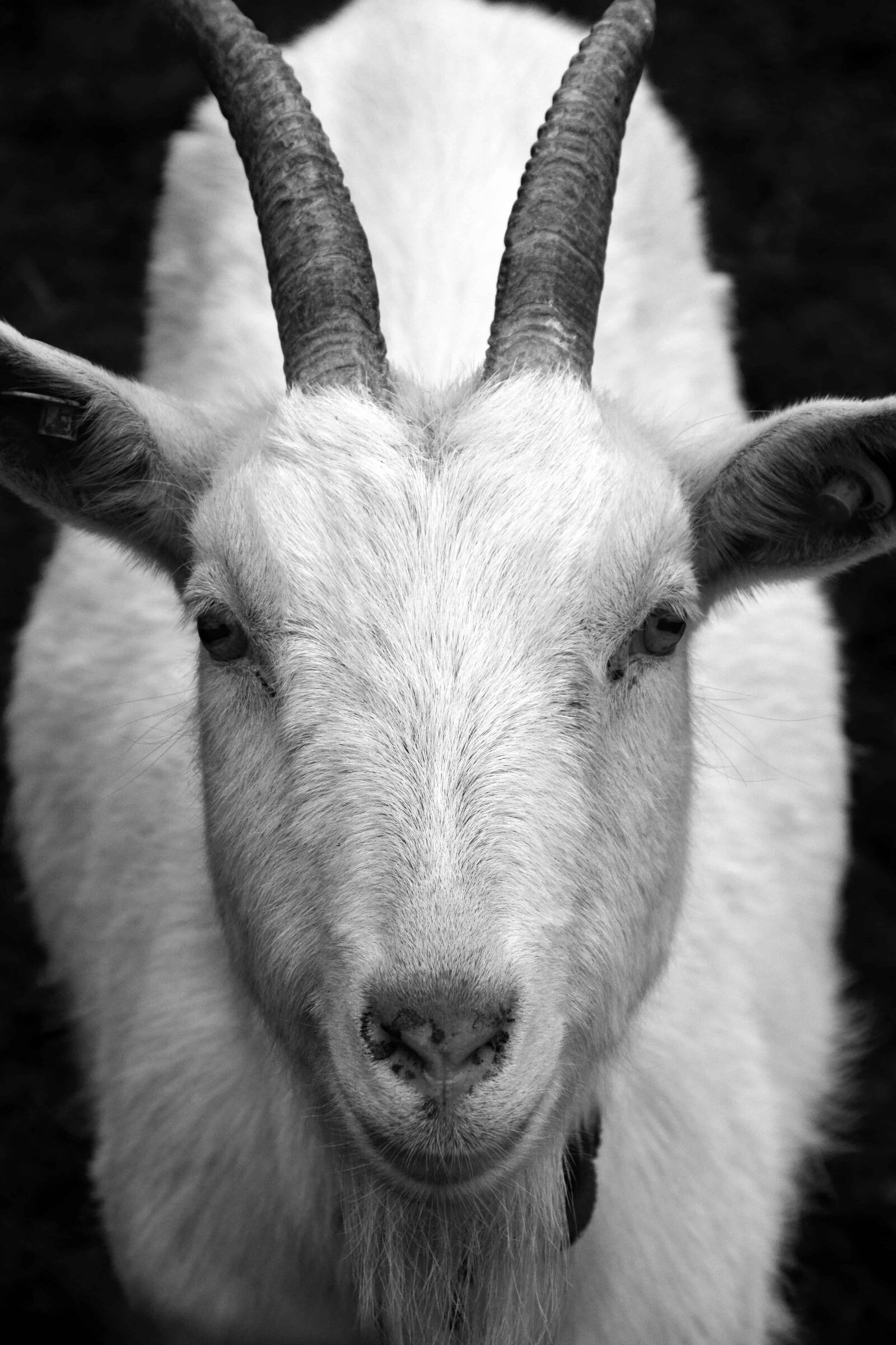 Nikon D3300 sample photo. Goat, animal, monochrome, livestock photography