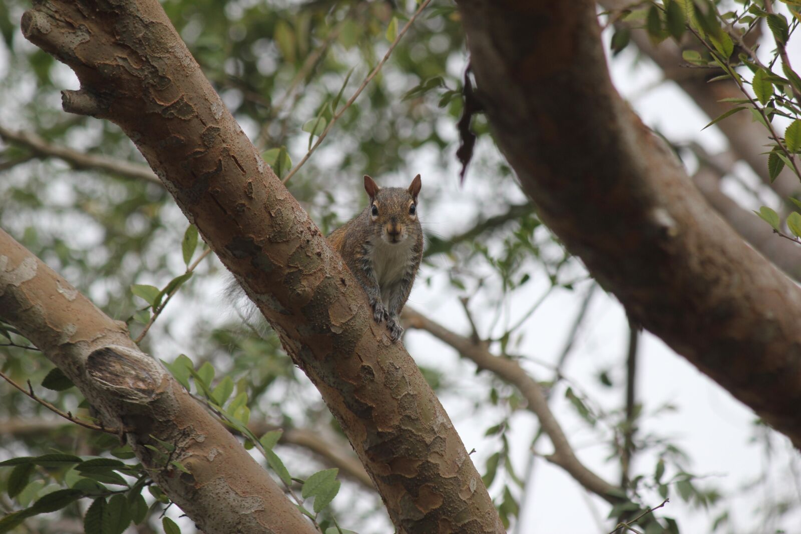 Canon EOS 550D (EOS Rebel T2i / EOS Kiss X4) sample photo. Squirrel, tree, nature photography