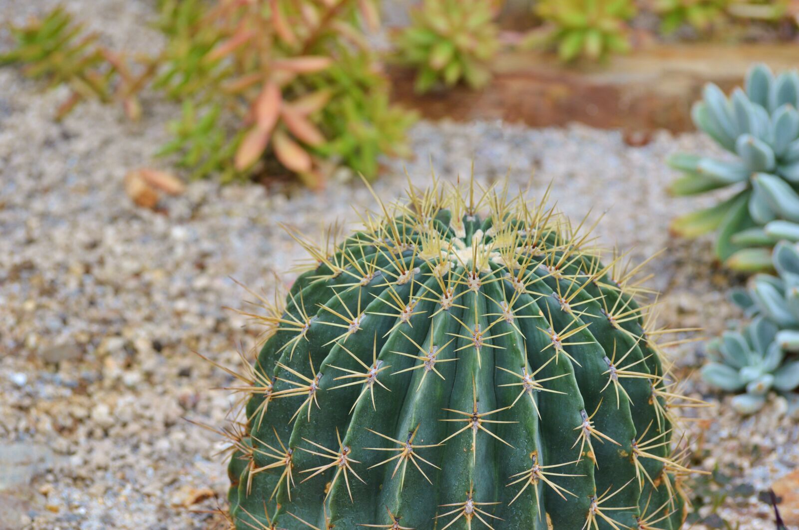 Nikon D3200 sample photo. Cactus, spur, green photography