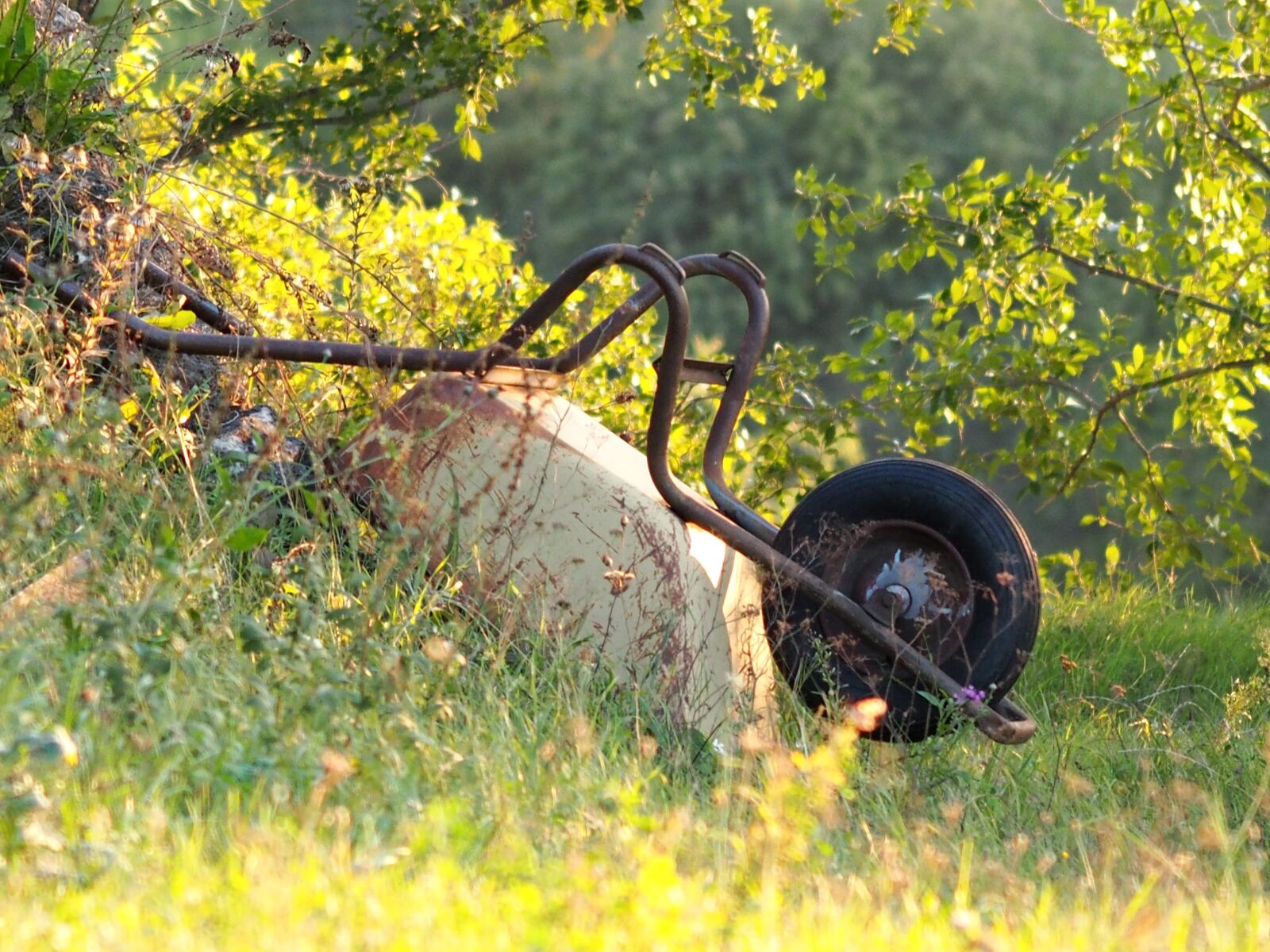 Olympus OM-D E-M5 sample photo. Wheelbarrow, gardening, green photography
