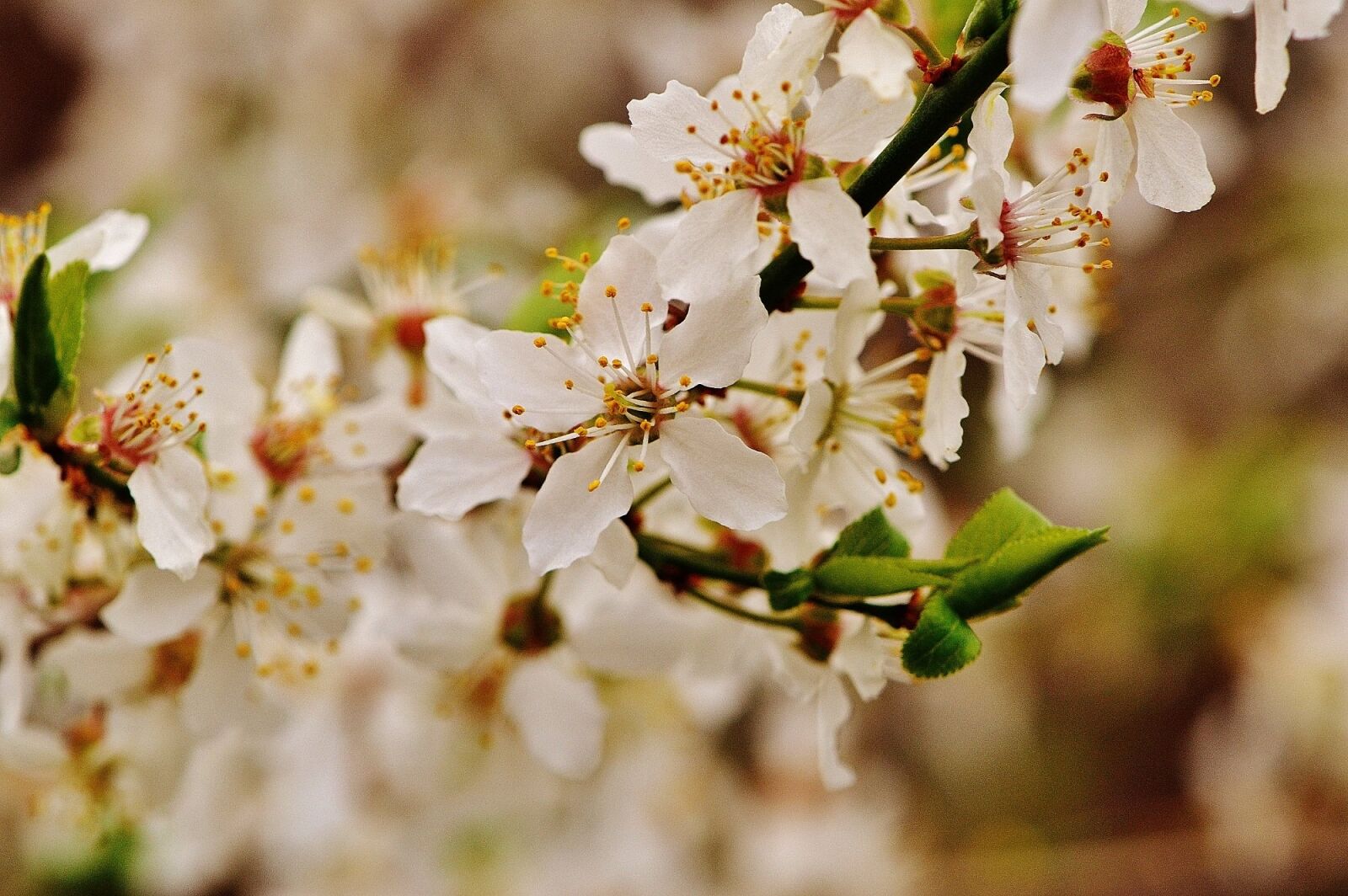 Nikon D3200 sample photo. Spring, blossom, bloom photography