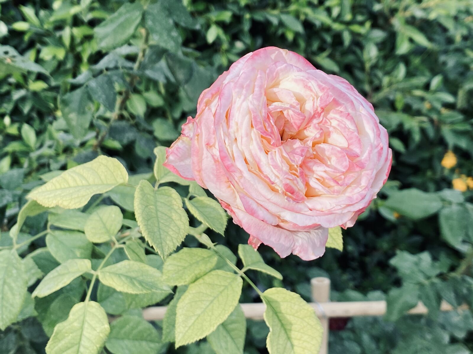 Apple iPhone 11 Pro Max sample photo. Rose, pink, love photography