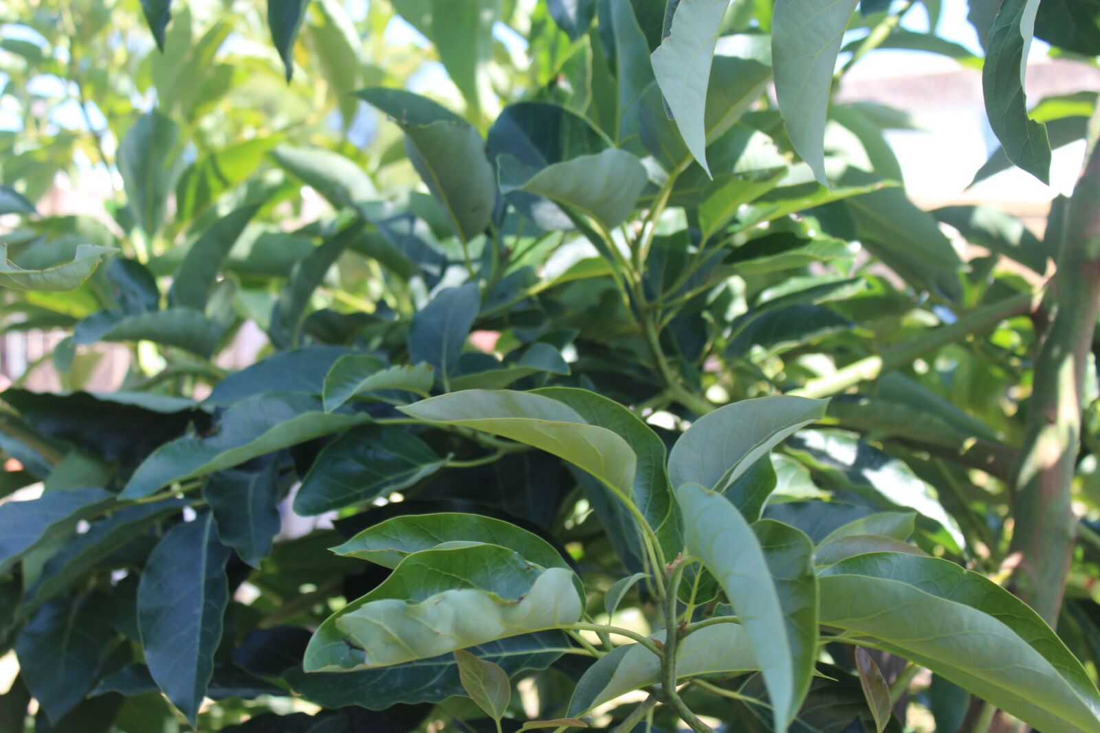 Canon EOS 1200D (EOS Rebel T5 / EOS Kiss X70 / EOS Hi) sample photo. Fruit tree, avocado, plant photography