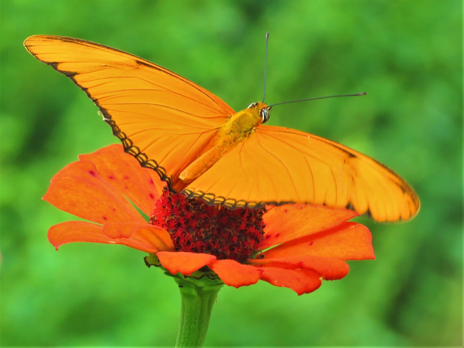 Canon PowerShot SX60 HS sample photo. Orange, butterfly, orange flower photography