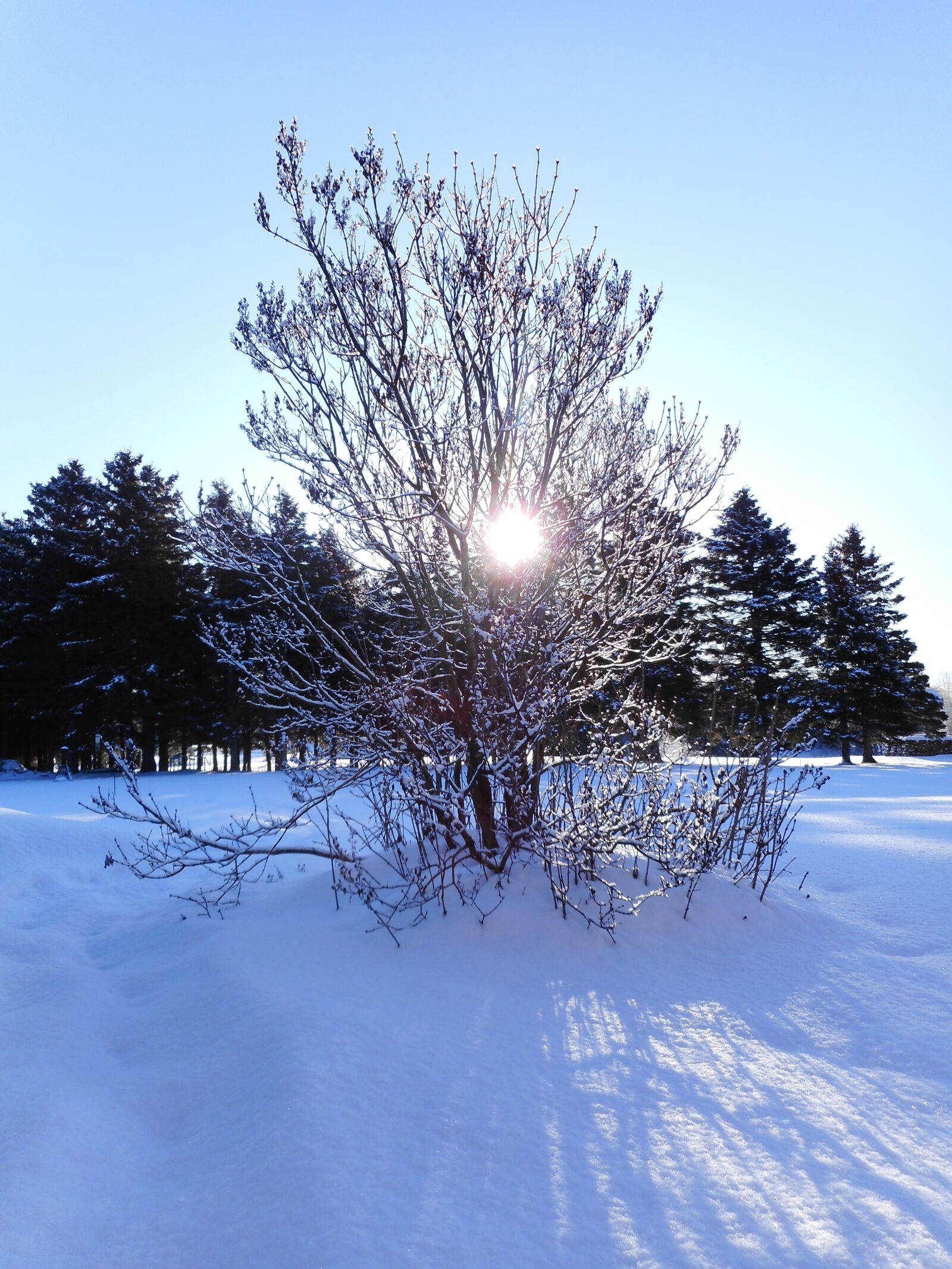 Nikon Coolpix A300 sample photo. Winter, snow, morning photography