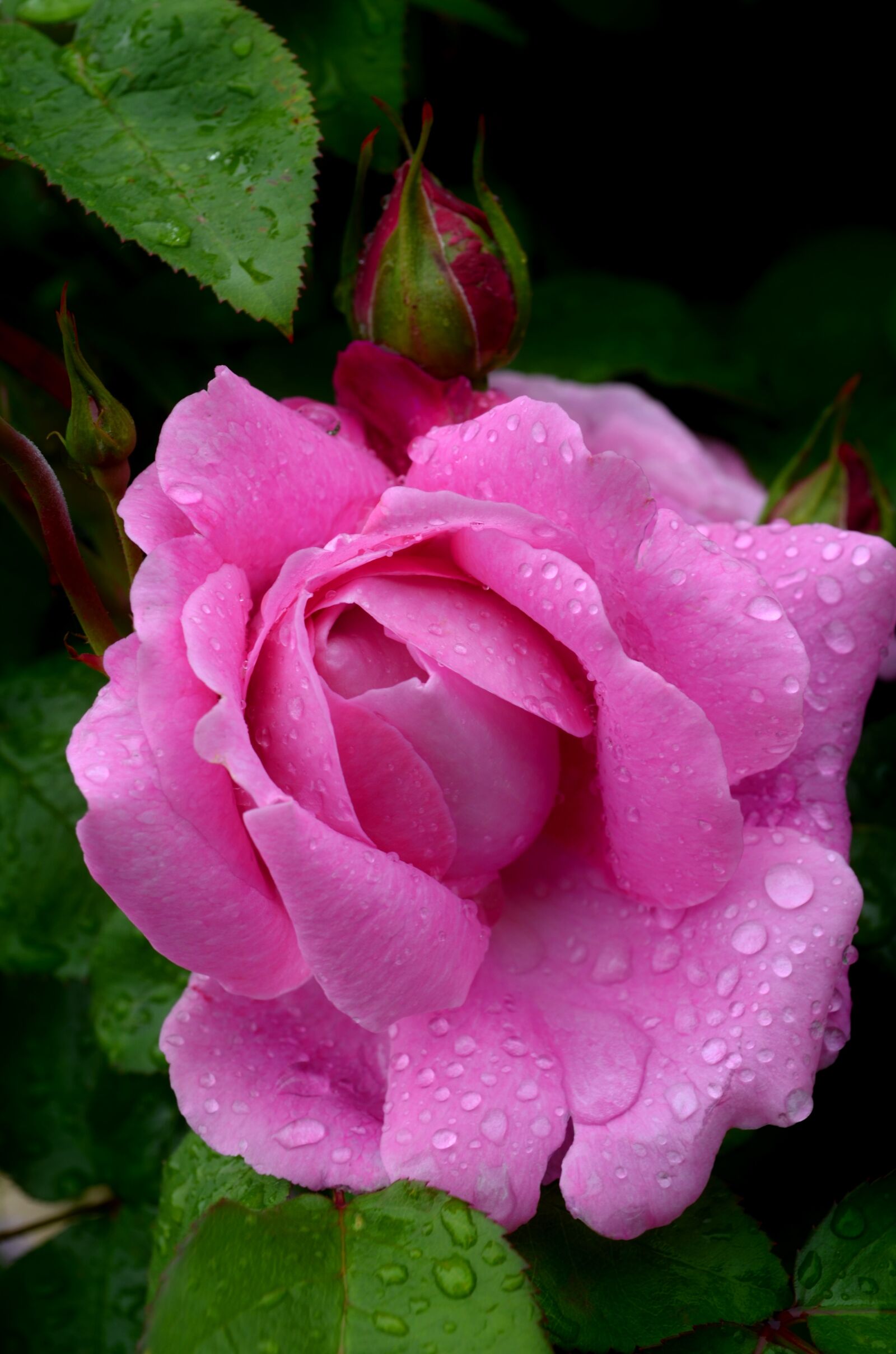 Nikon D5100 sample photo. Pink, macro, blossom photography