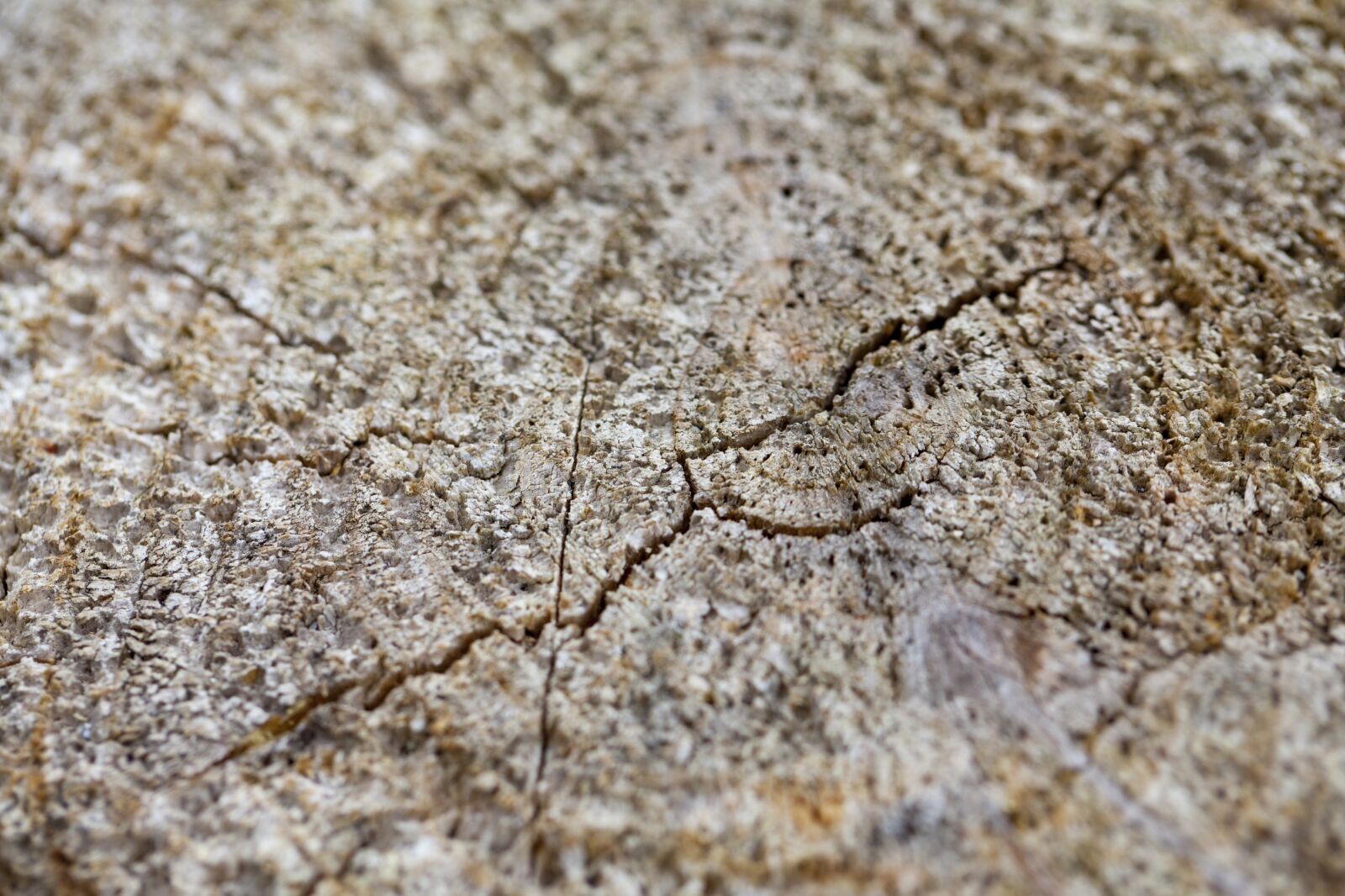 Canon EF 100mm F2.8L Macro IS USM sample photo. The cross section of photography