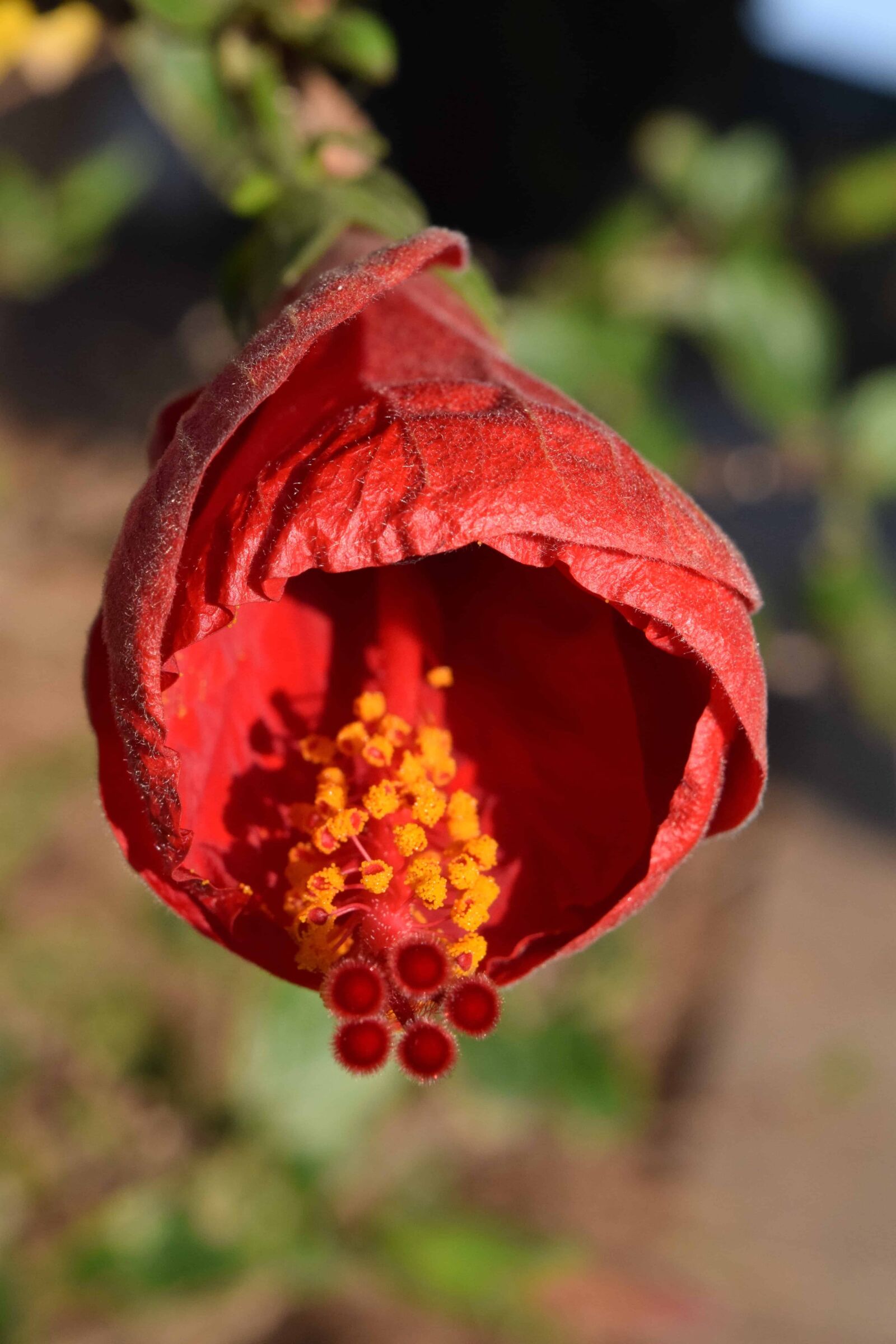 Nikon D3300 sample photo. Nature, pollen, blooming, wildflower photography