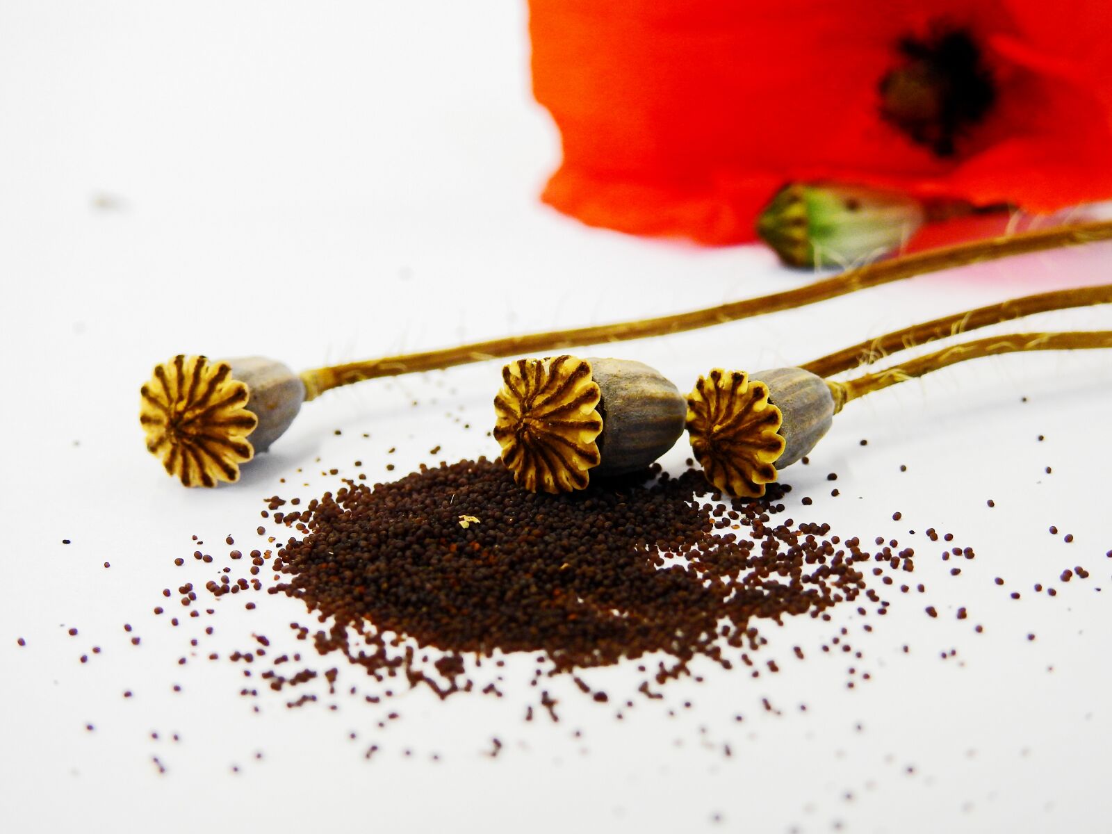 Nikon Coolpix P900 sample photo. Poppy, poppy capsule, flower photography