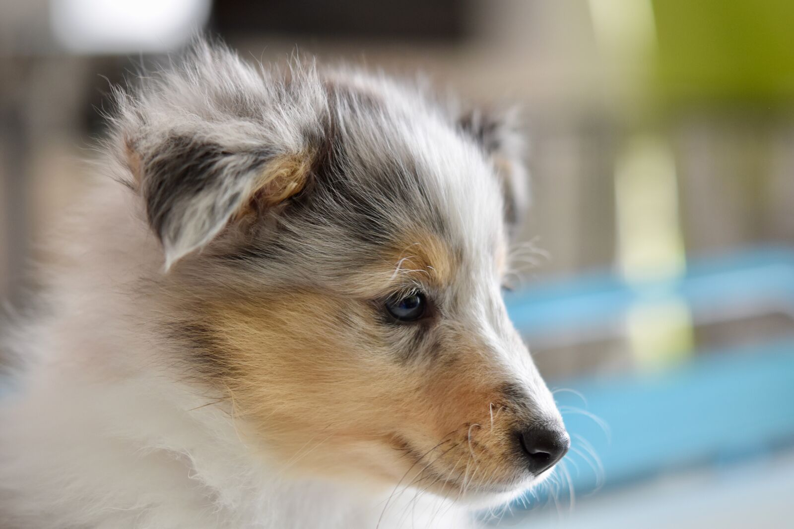 Nikon D5600 sample photo. Dog, shetland sheepdog, puppy photography