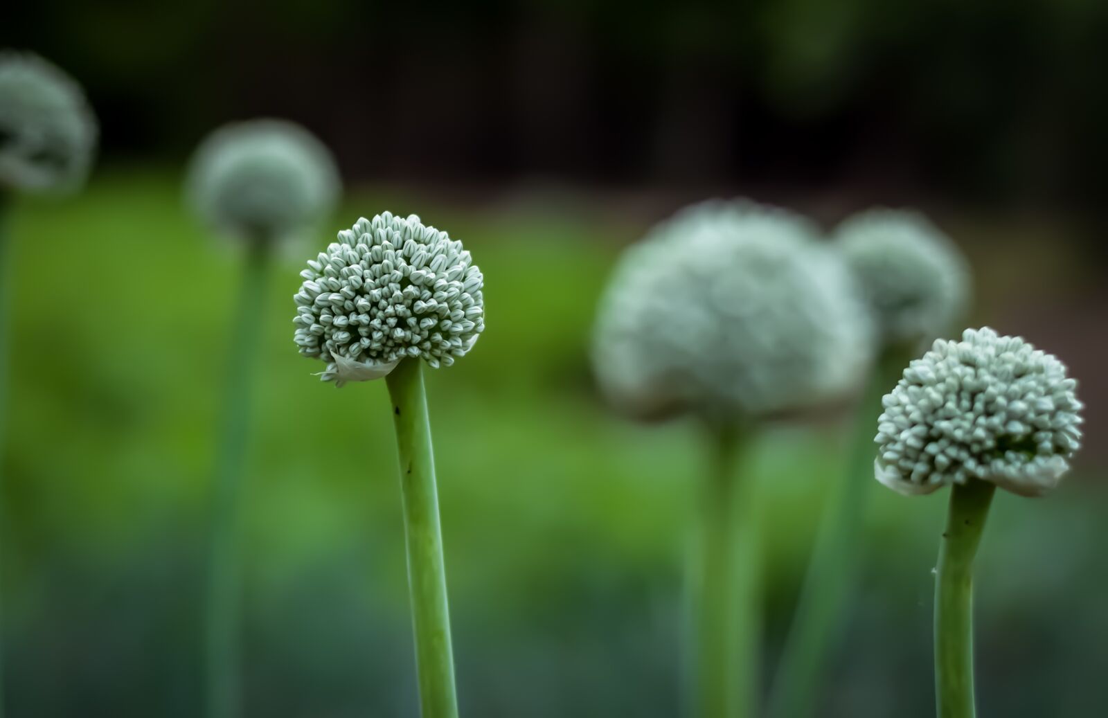 Nikon D3300 sample photo. Flower, green, onion photography