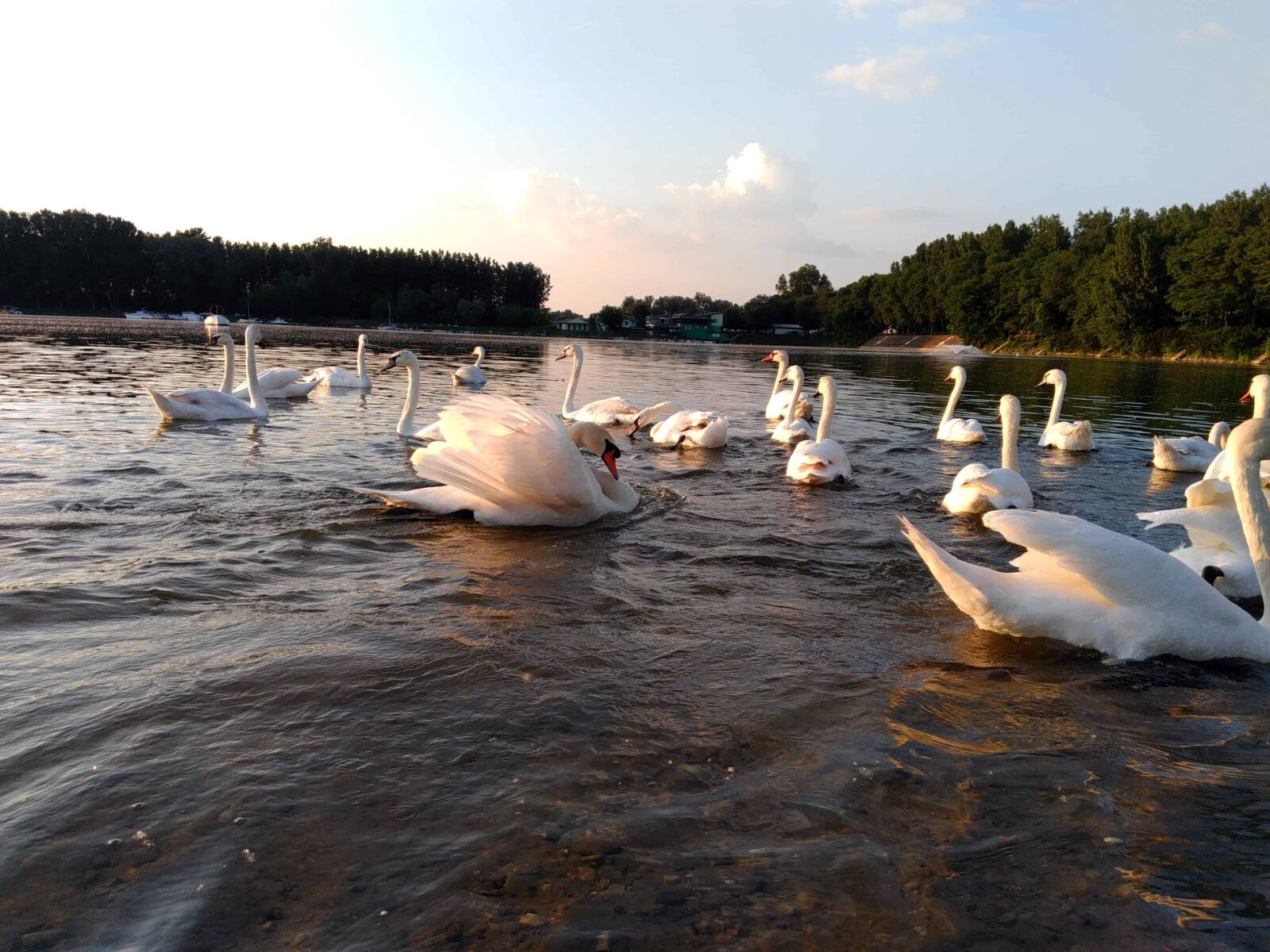 Lenovo S60-A sample photo. Swan, bird, animal, lake photography