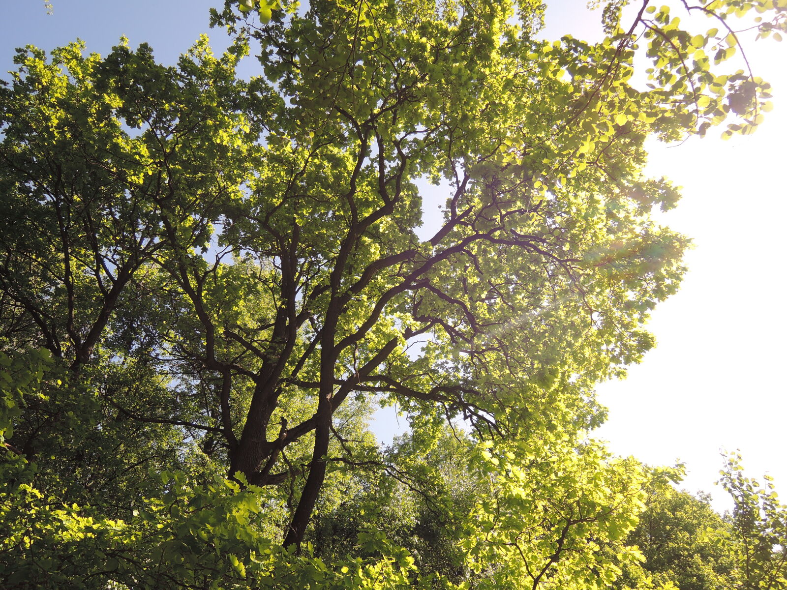 Nikon Coolpix P330 sample photo. Forest, sunny, tree, tree photography