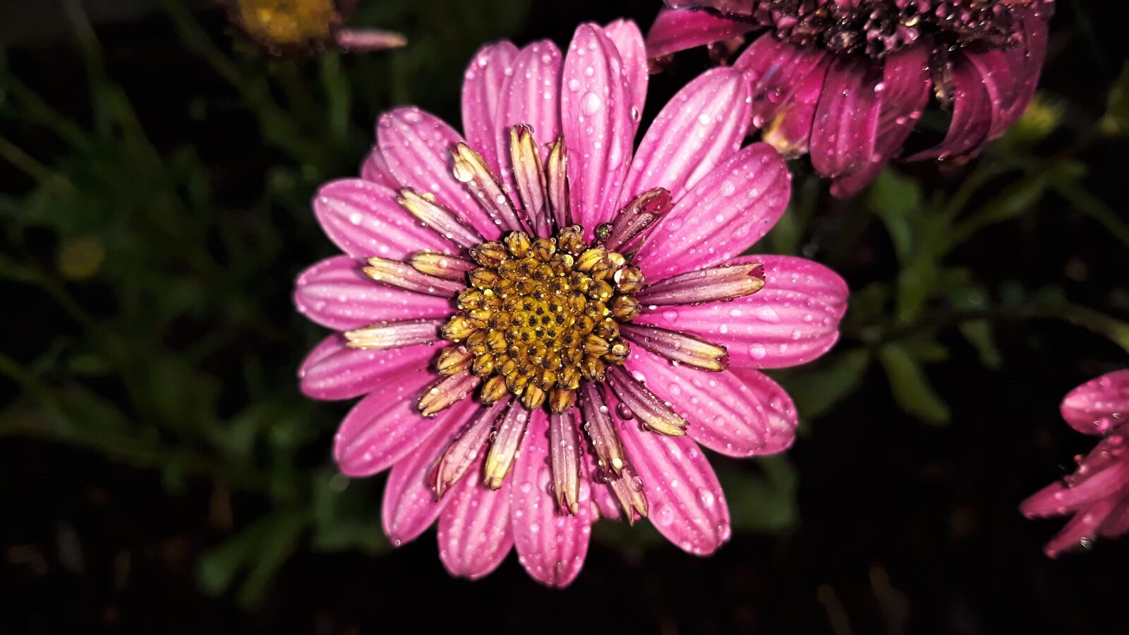 Samsung Galaxy J5 sample photo. Osteospermum, flower, nature photography