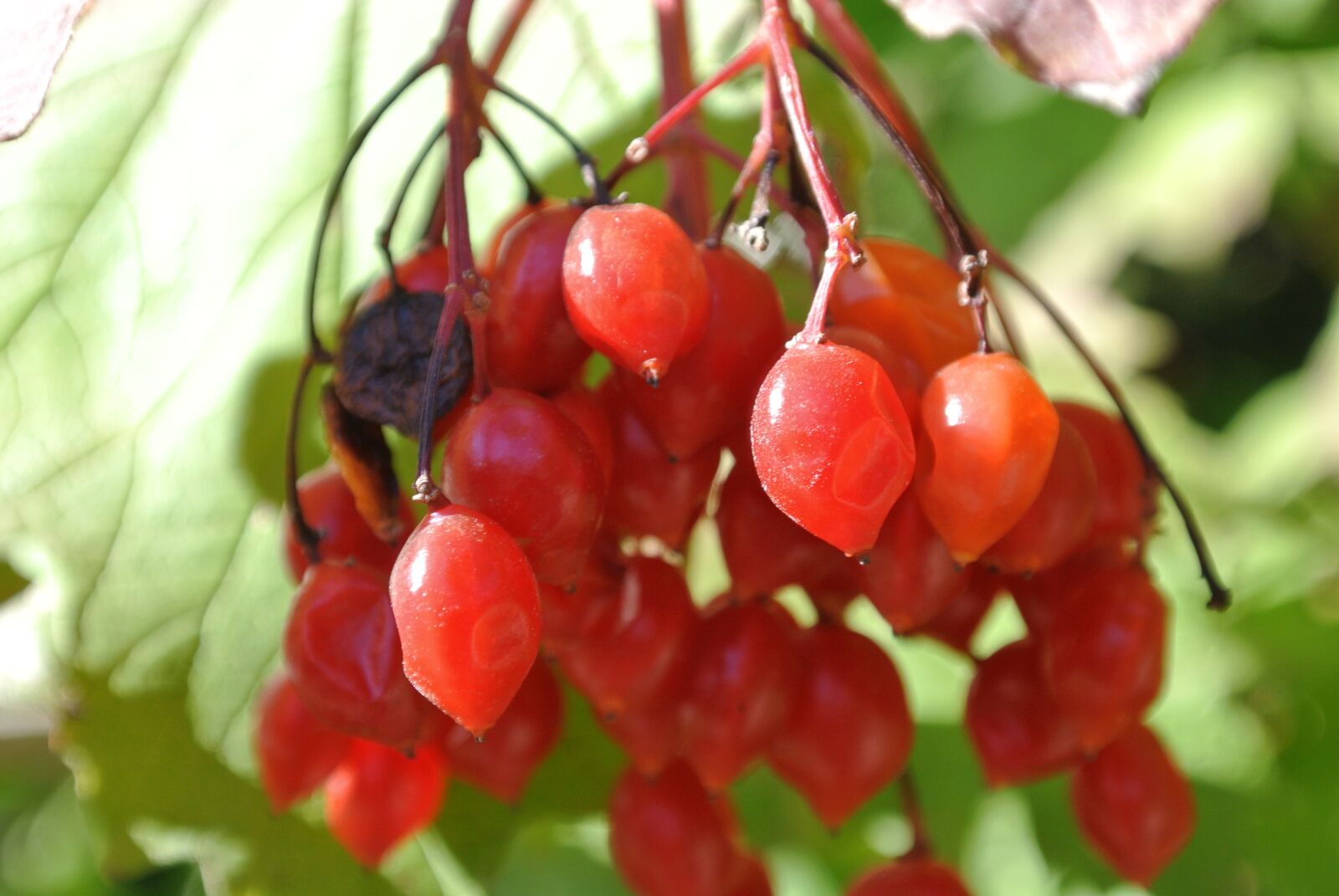 Nikon 1 J1 sample photo. Berries, red, rowanberries photography