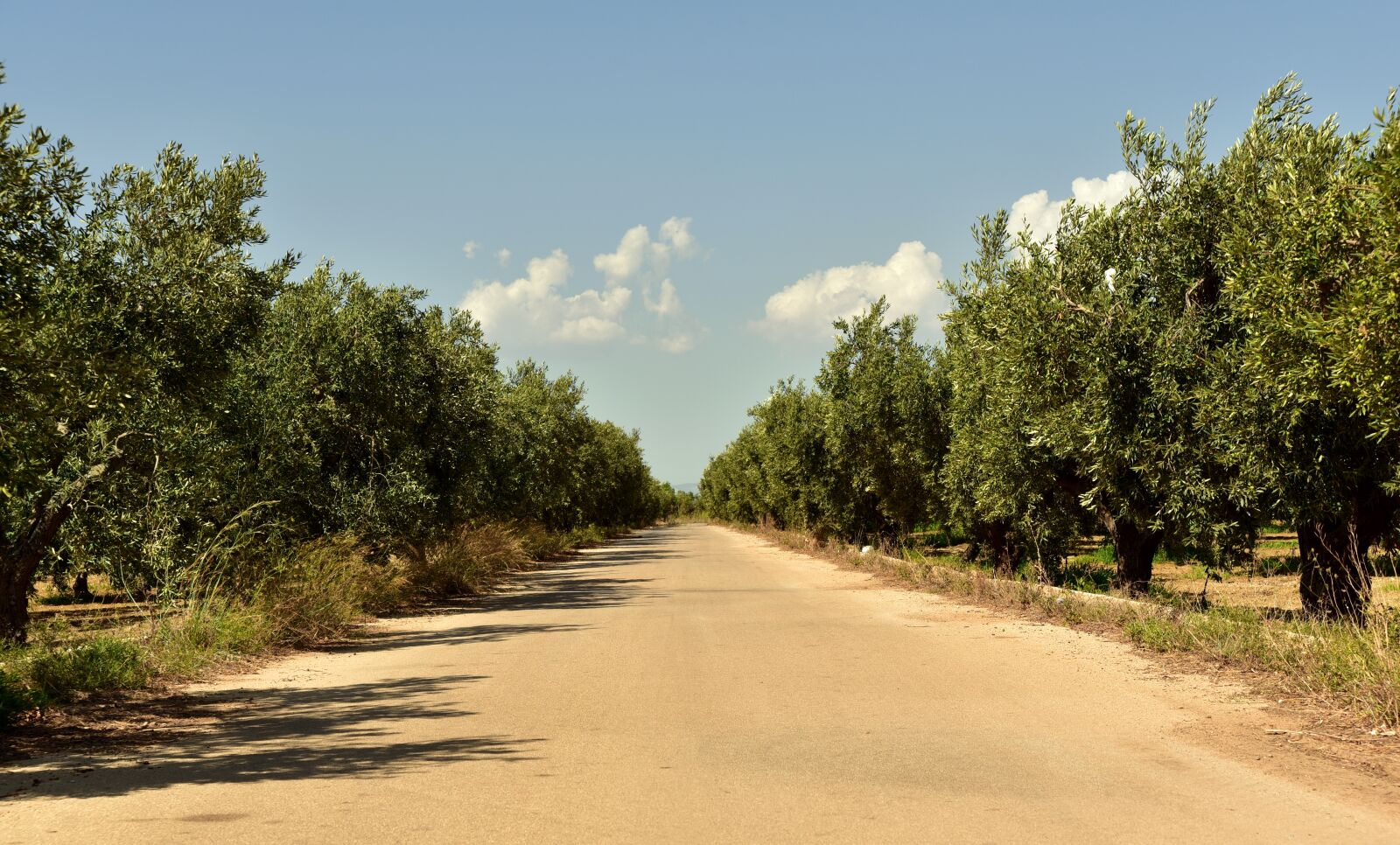 Nikon D750 sample photo. Avenue, trees, olive trees photography