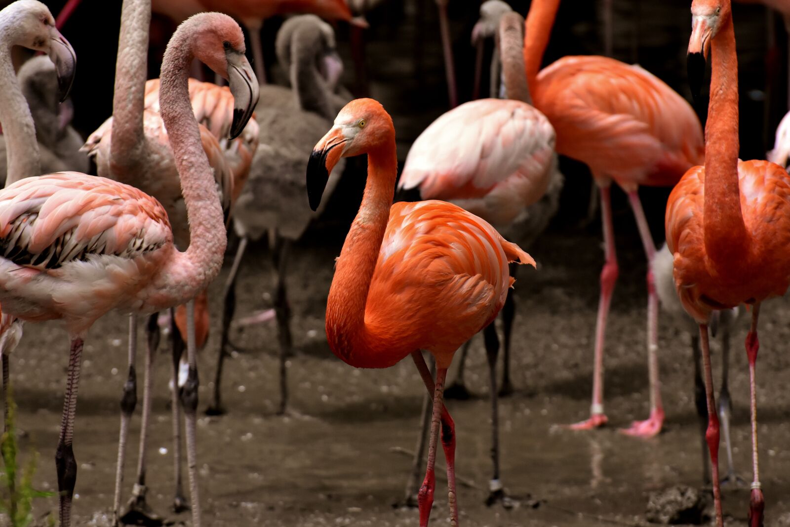Nikon D7200 sample photo. Flamingo, bird, colorful photography