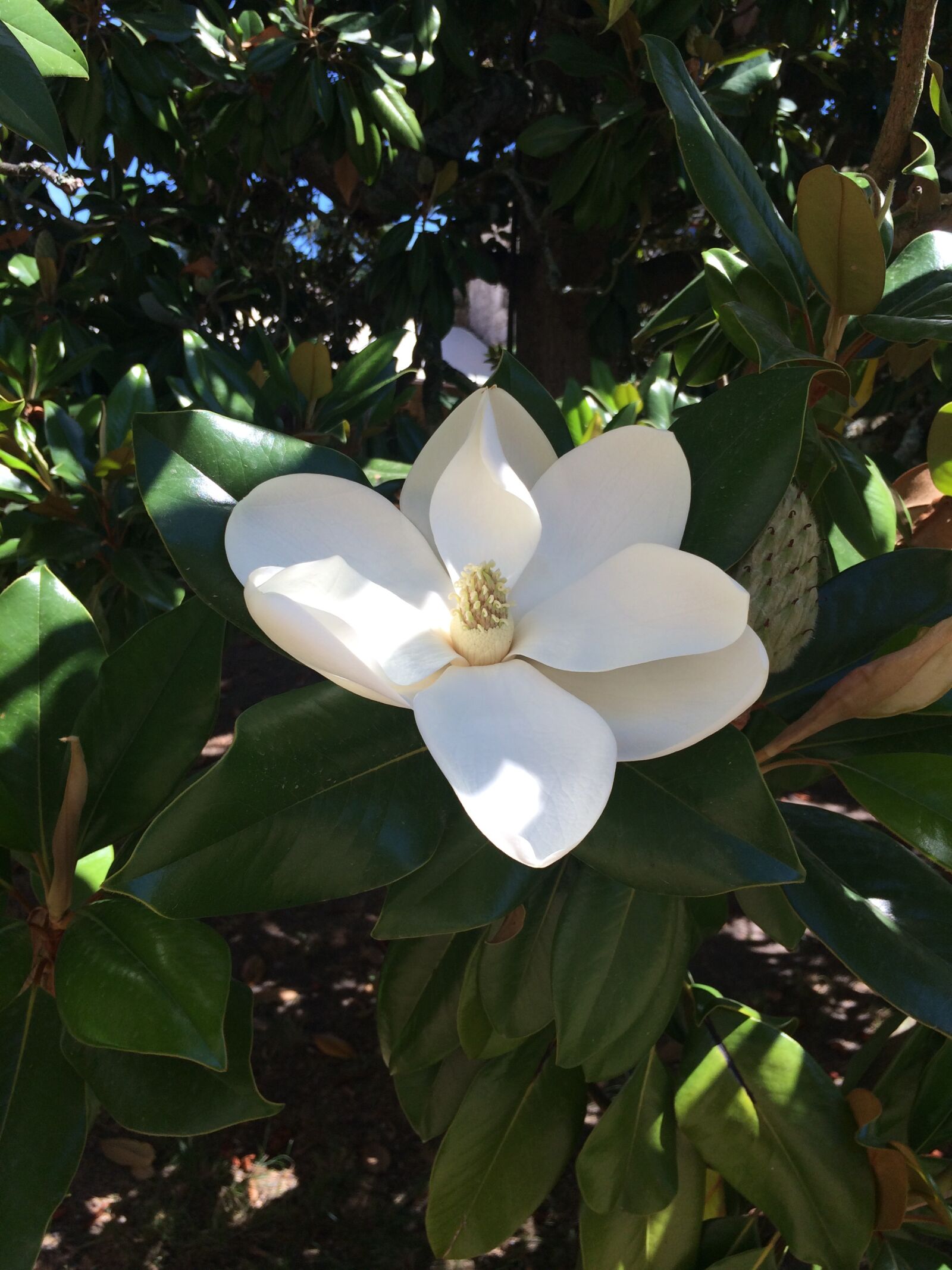 iPhone 5s back camera 4.15mm f/2.2 sample photo. Magnolia flower, white, nature photography