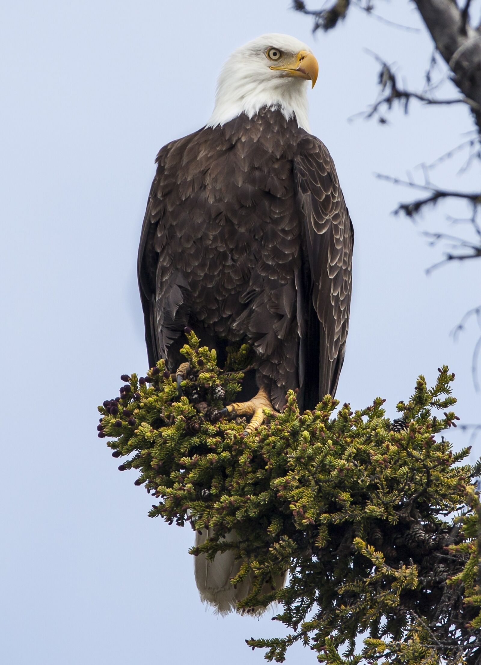 Canon EOS 5D Mark II + Canon EF 200-400mm F4L IS USM Extender 1.4x sample photo. Bald eagle, perched, raptor photography