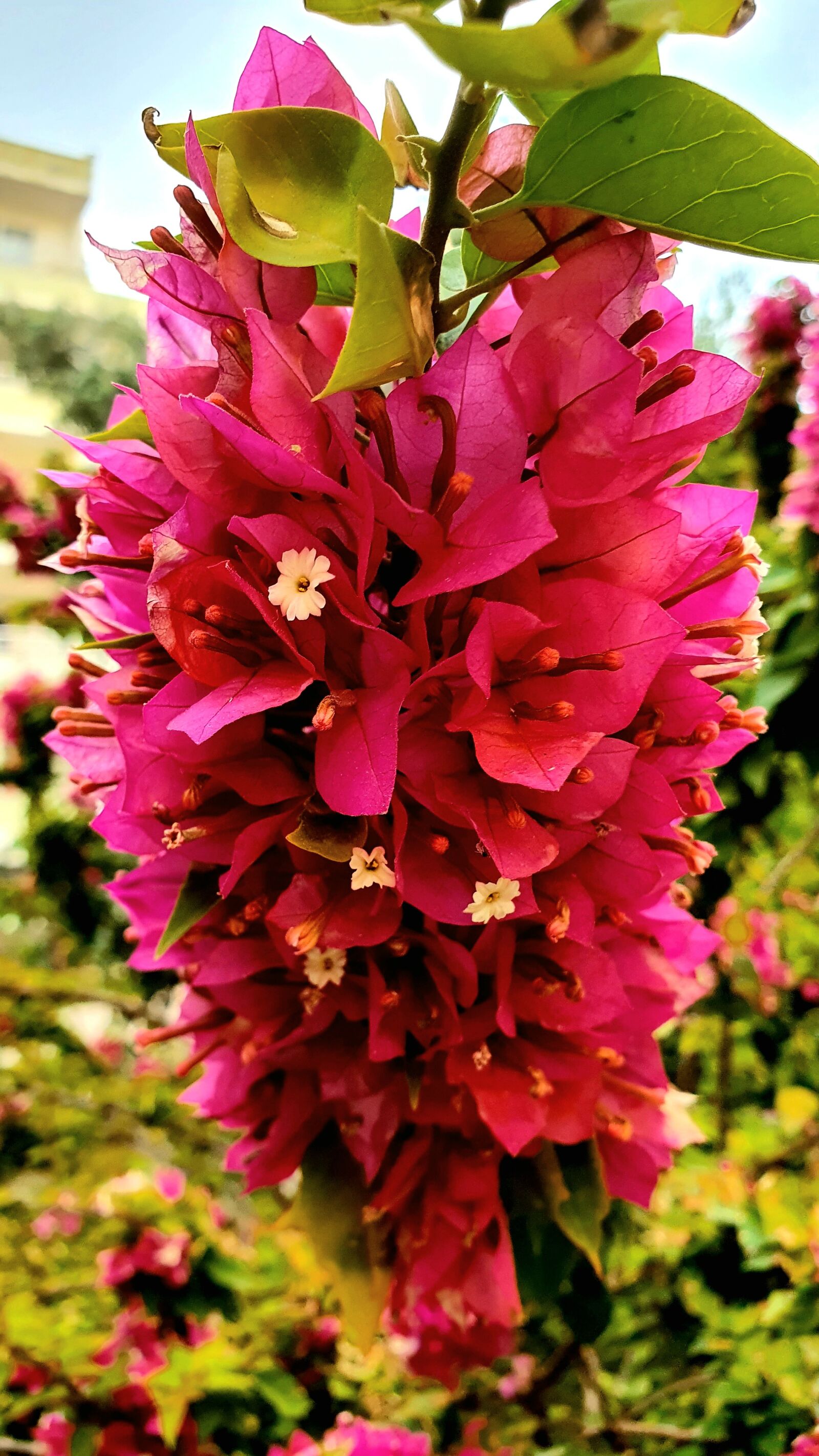 Samsung Galaxy S10e sample photo. Flower, spring, pink photography