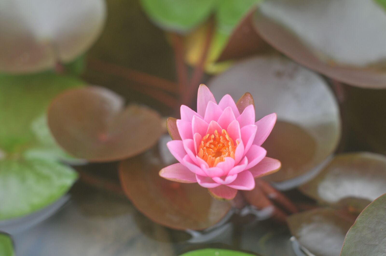 Nikon D300 sample photo. Water lily, karen, pink photography