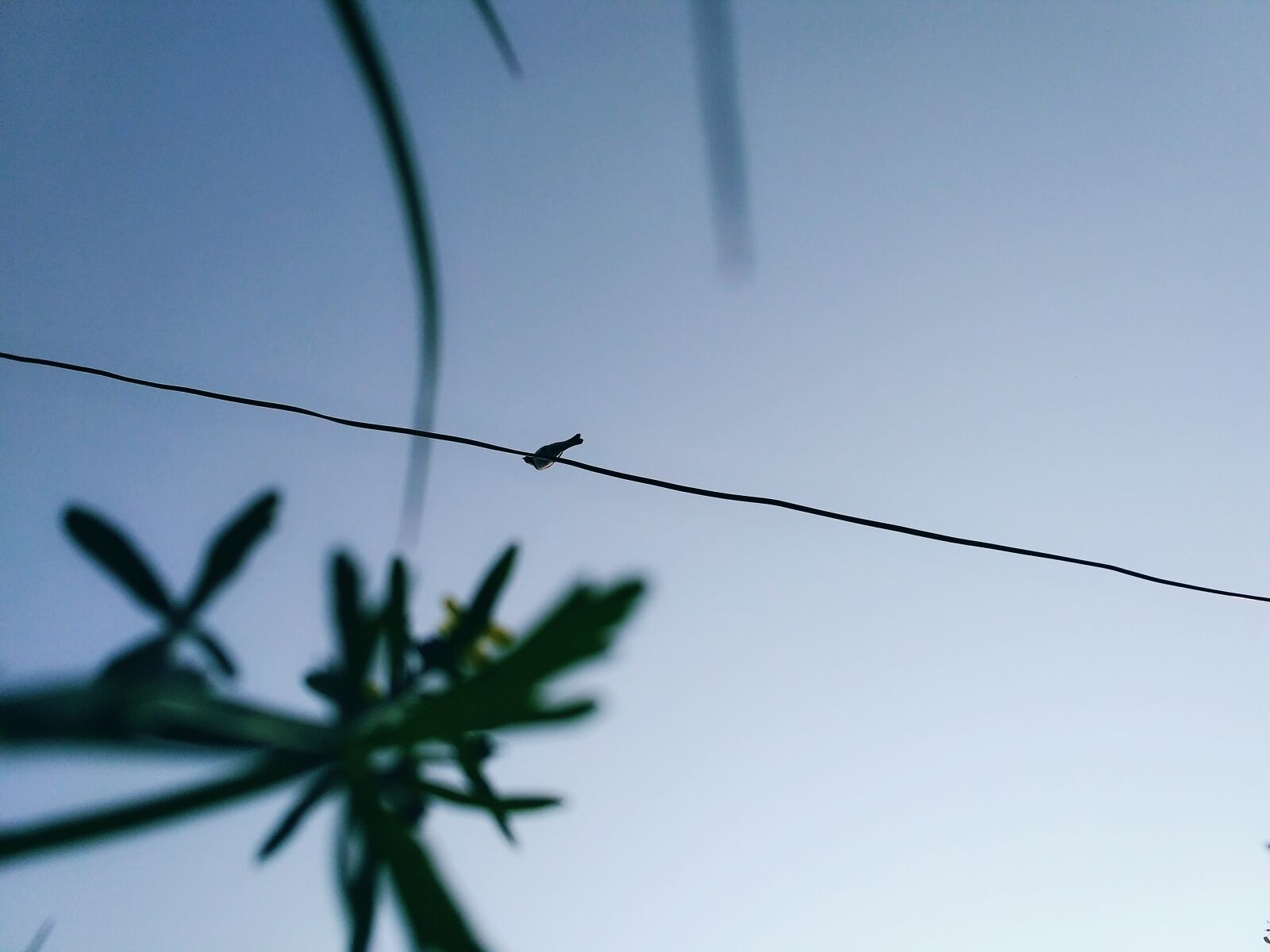 Xiaomi Redmi 3S sample photo. Bird, blue, sky, clear photography