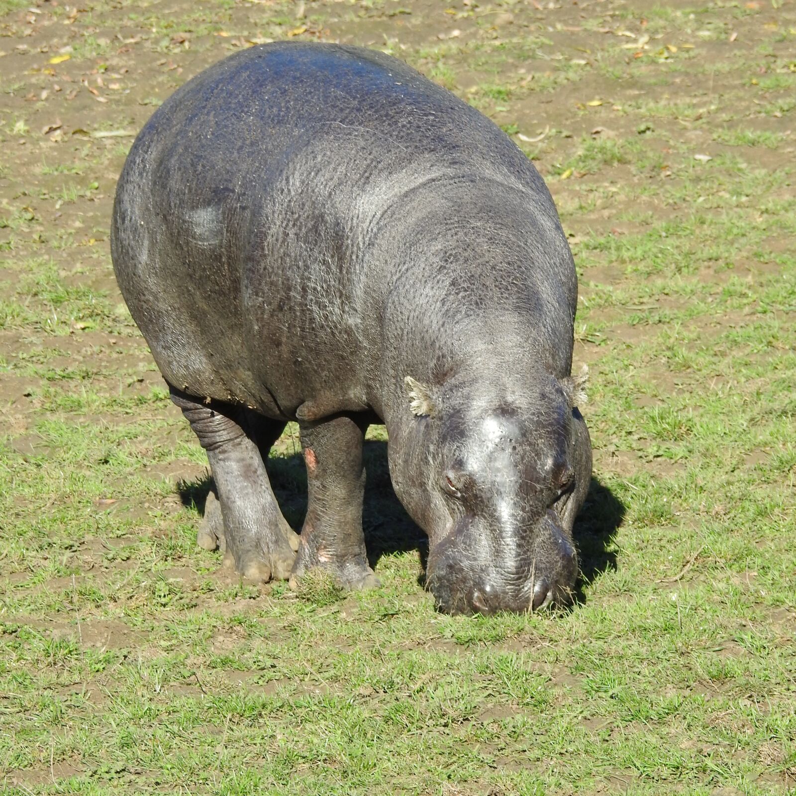 Nikon Coolpix P900 sample photo. Hippo, pygmy, hippopotamus photography