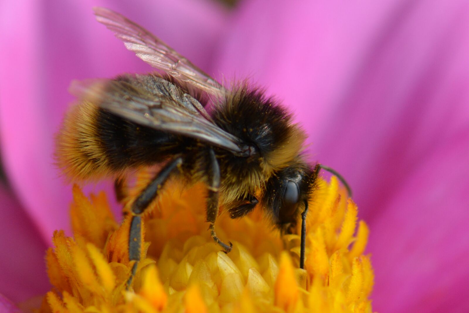 Nikon D5200 sample photo. Bee, animal, nature photography