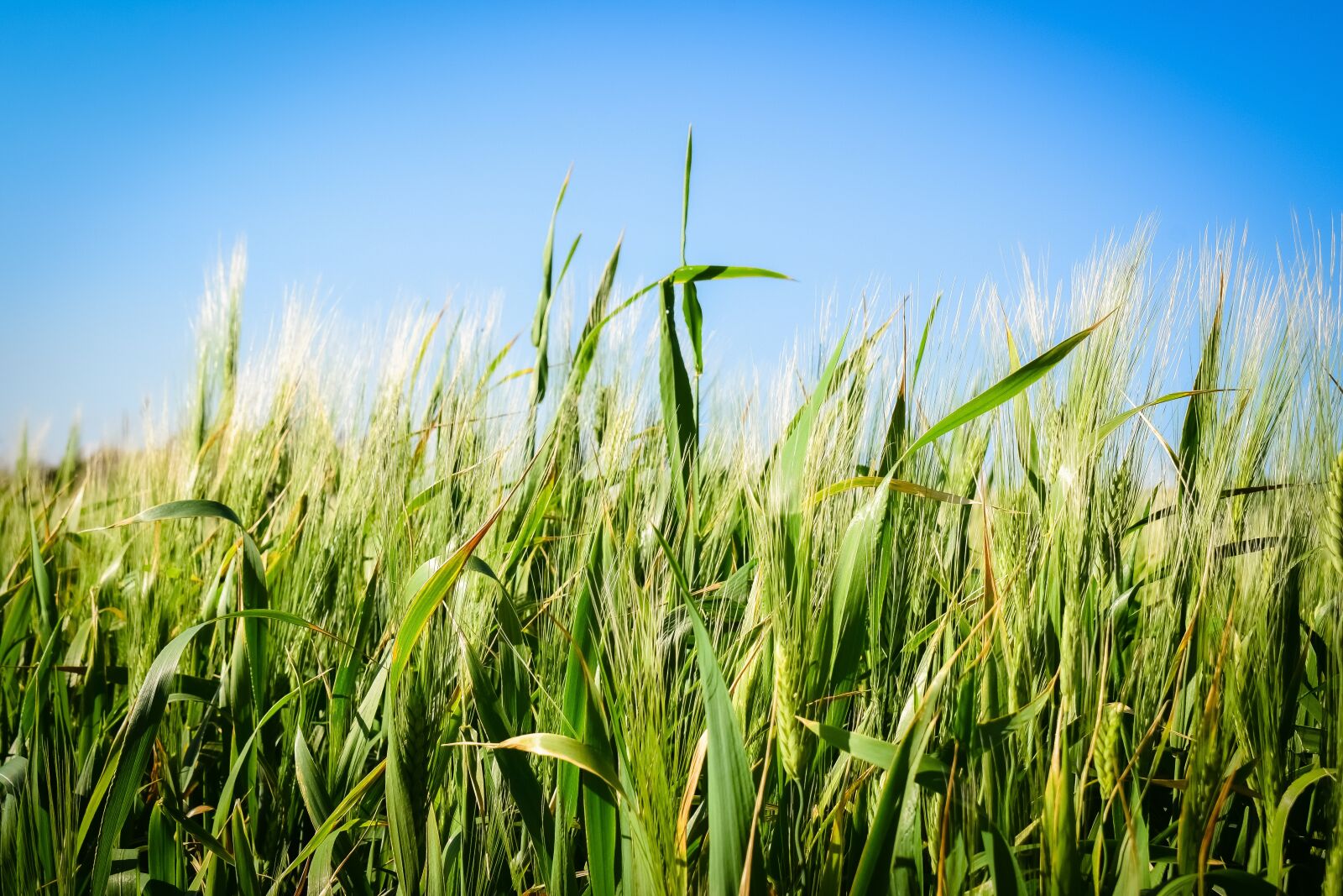 Nikon D3300 sample photo. Cereal, wheat, field photography