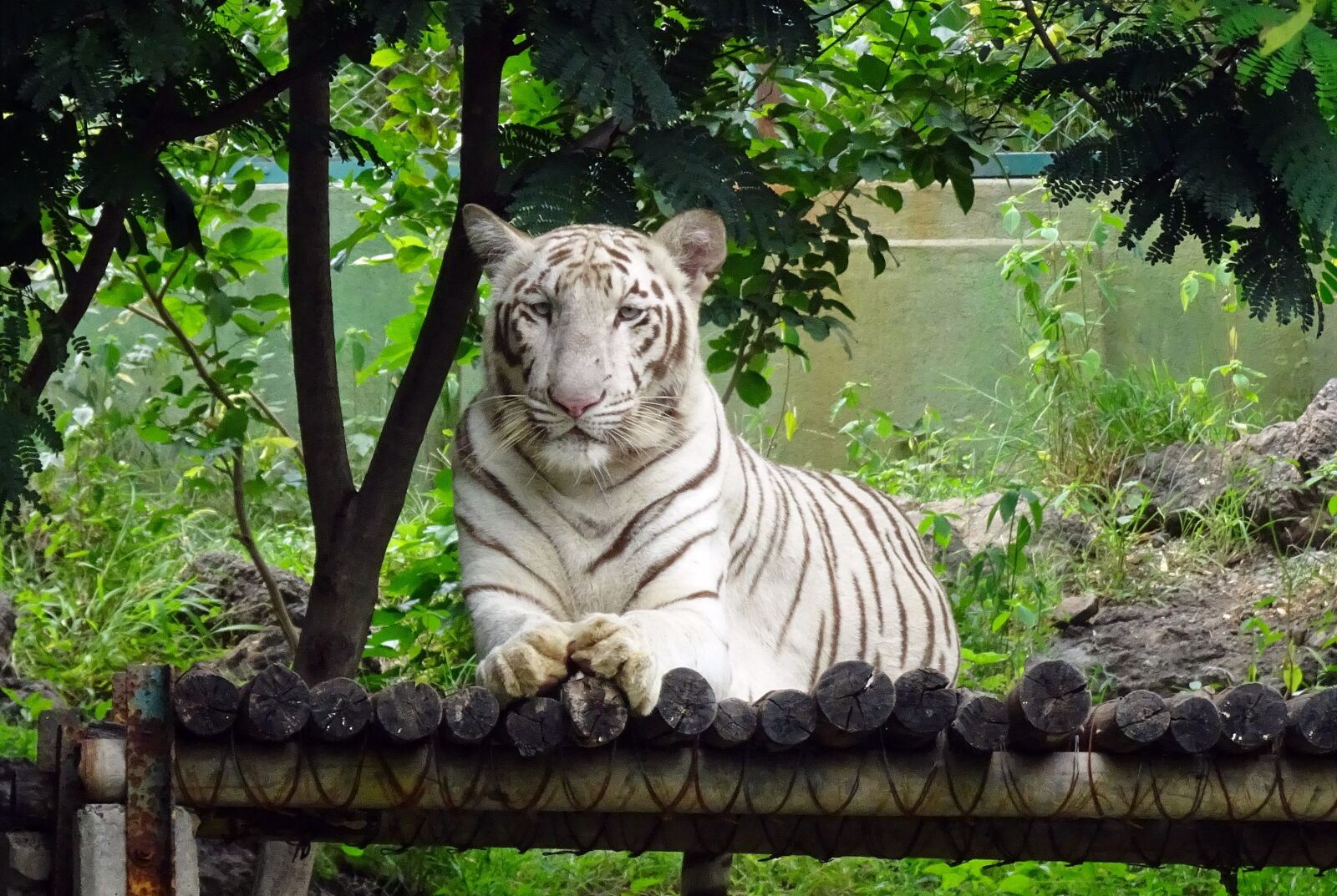 Sony Cyber-shot DSC-HX90V sample photo. Tiger, white tiger, cat photography