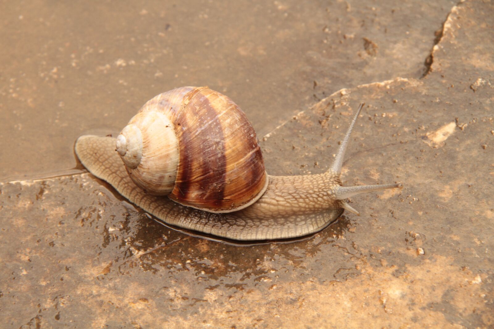 Canon EOS 7D + Canon EF-S 18-200mm F3.5-5.6 IS sample photo. Snail, travel, house photography