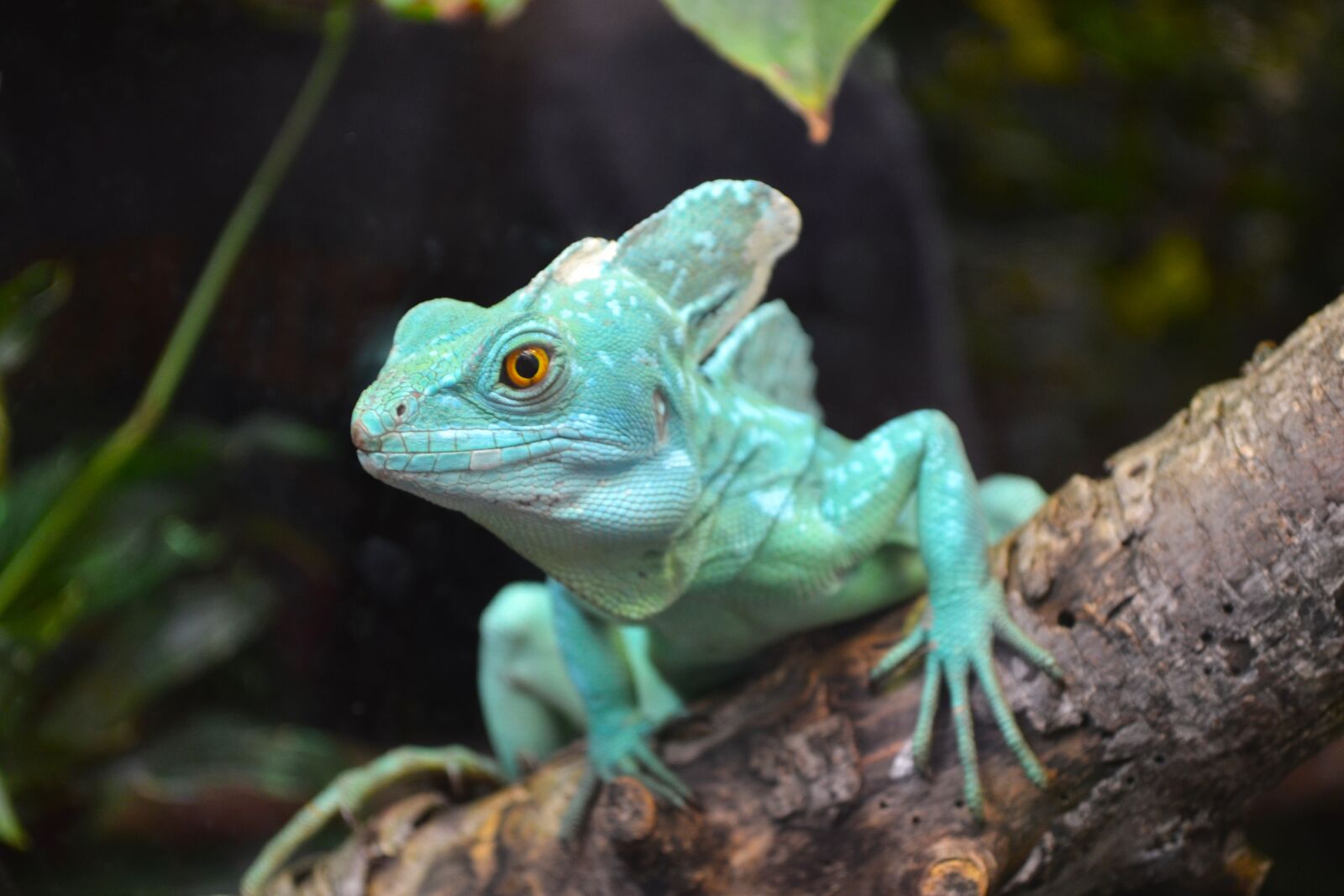 Nikon D3100 sample photo. Nature, green, zoo photography