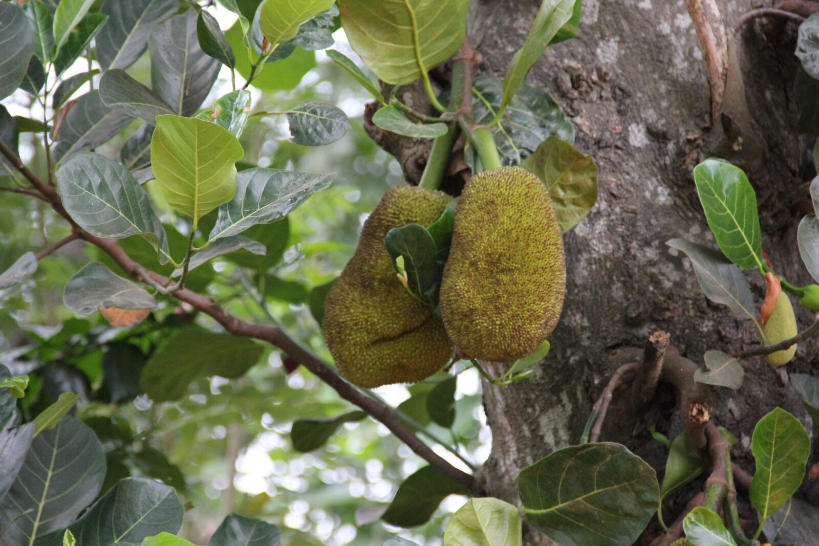 Canon EF-S 18-135mm F3.5-5.6 IS sample photo. Fruit, tree photography