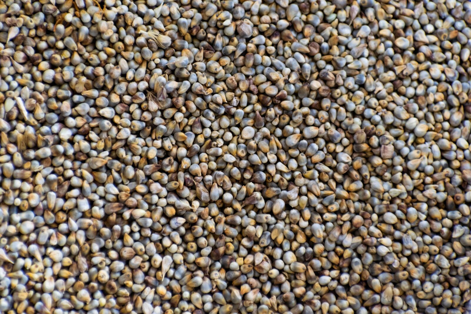 Nikon D3300 sample photo. Bajra, grain, agriculture photography