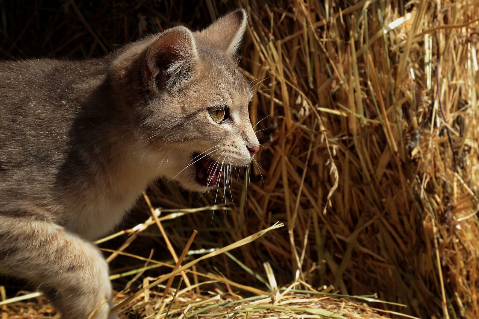 Canon EF-S 17-85mm F4-5.6 IS USM sample photo. Animal, cat, animals photography