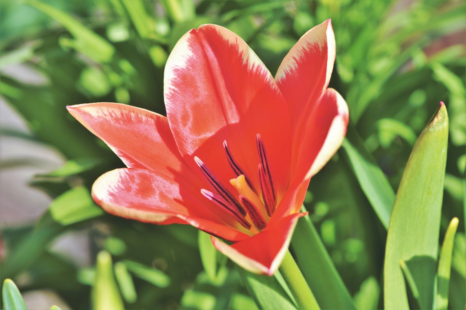 Nikon D7200 sample photo. Tulip, tulpenbluete, blossom photography