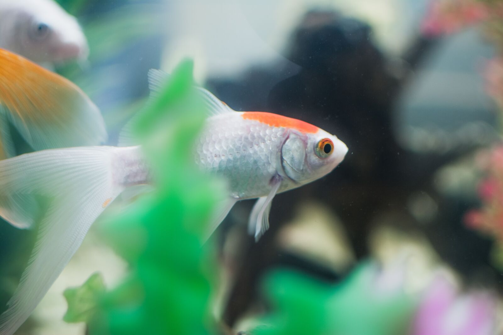 Nikon D7100 sample photo. Fish, aquarium, underwater photography
