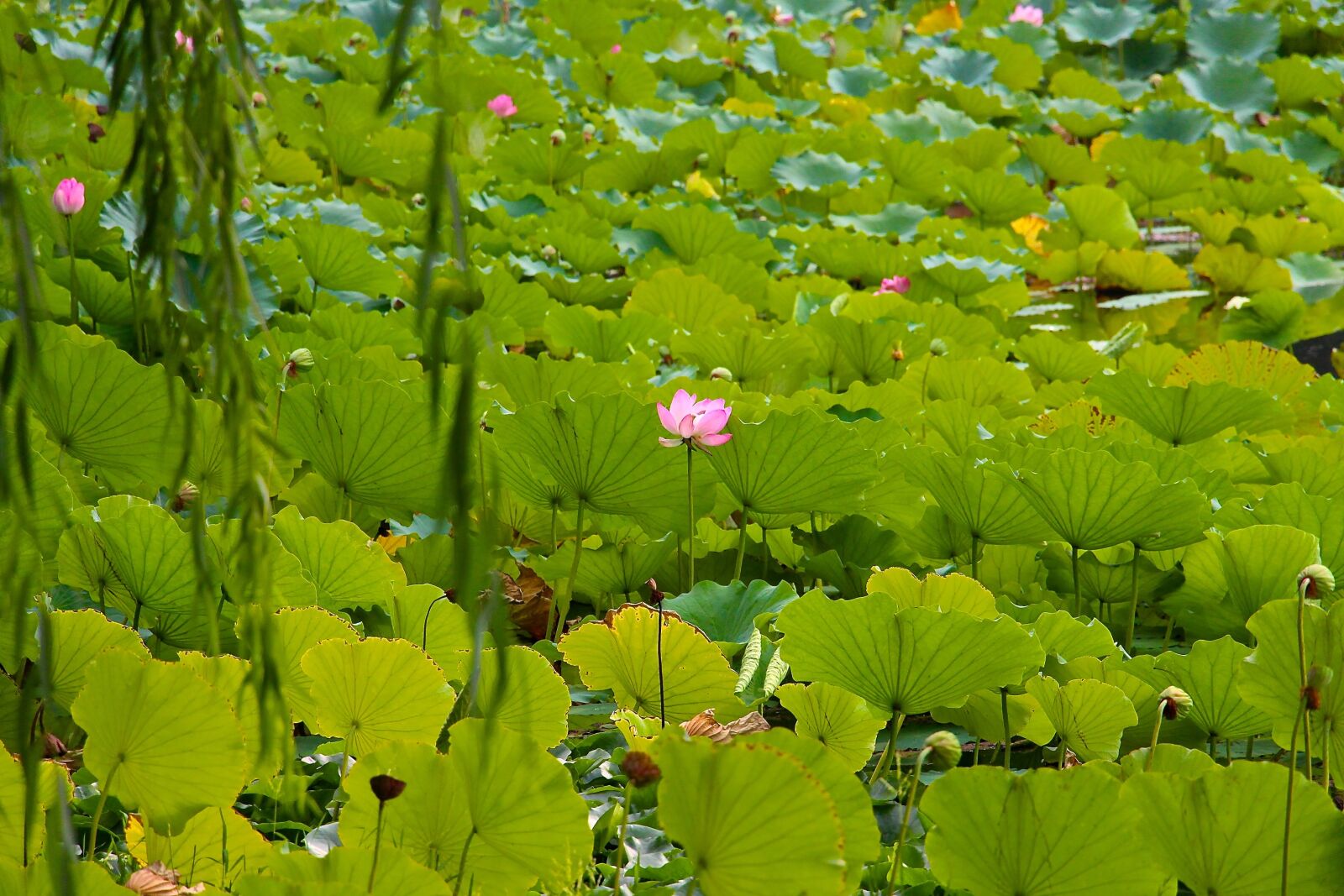 Canon EOS 700D (EOS Rebel T5i / EOS Kiss X7i) sample photo. Nature, lotus, summer photography