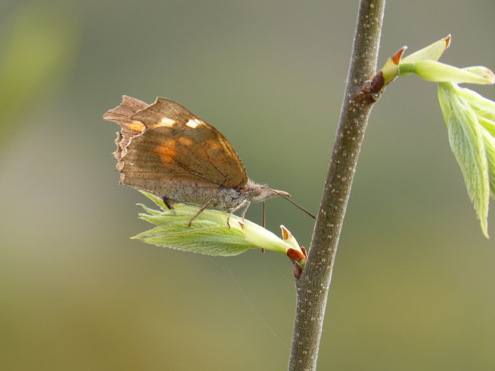 Panasonic DMC-FZ62 sample photo. Butterfly, libytea celtis, outbreak photography
